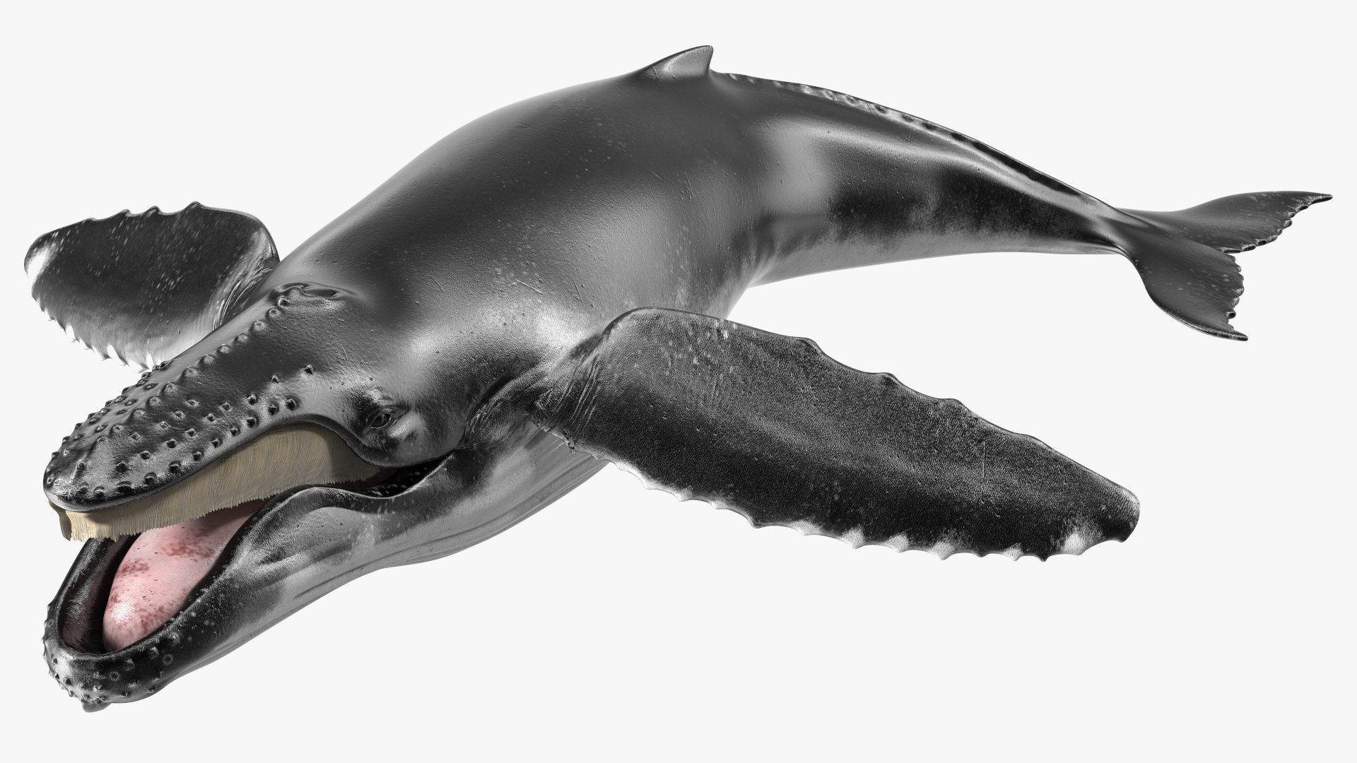 Humpback Whale Realistic 3D model
