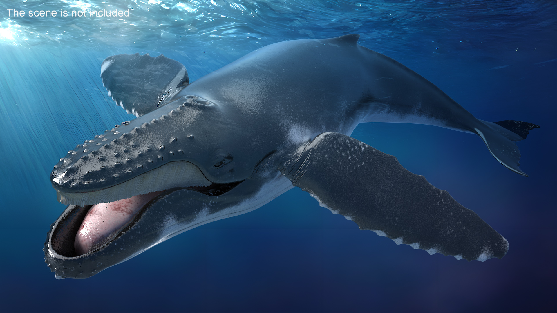 Humpback Whale Realistic 3D model