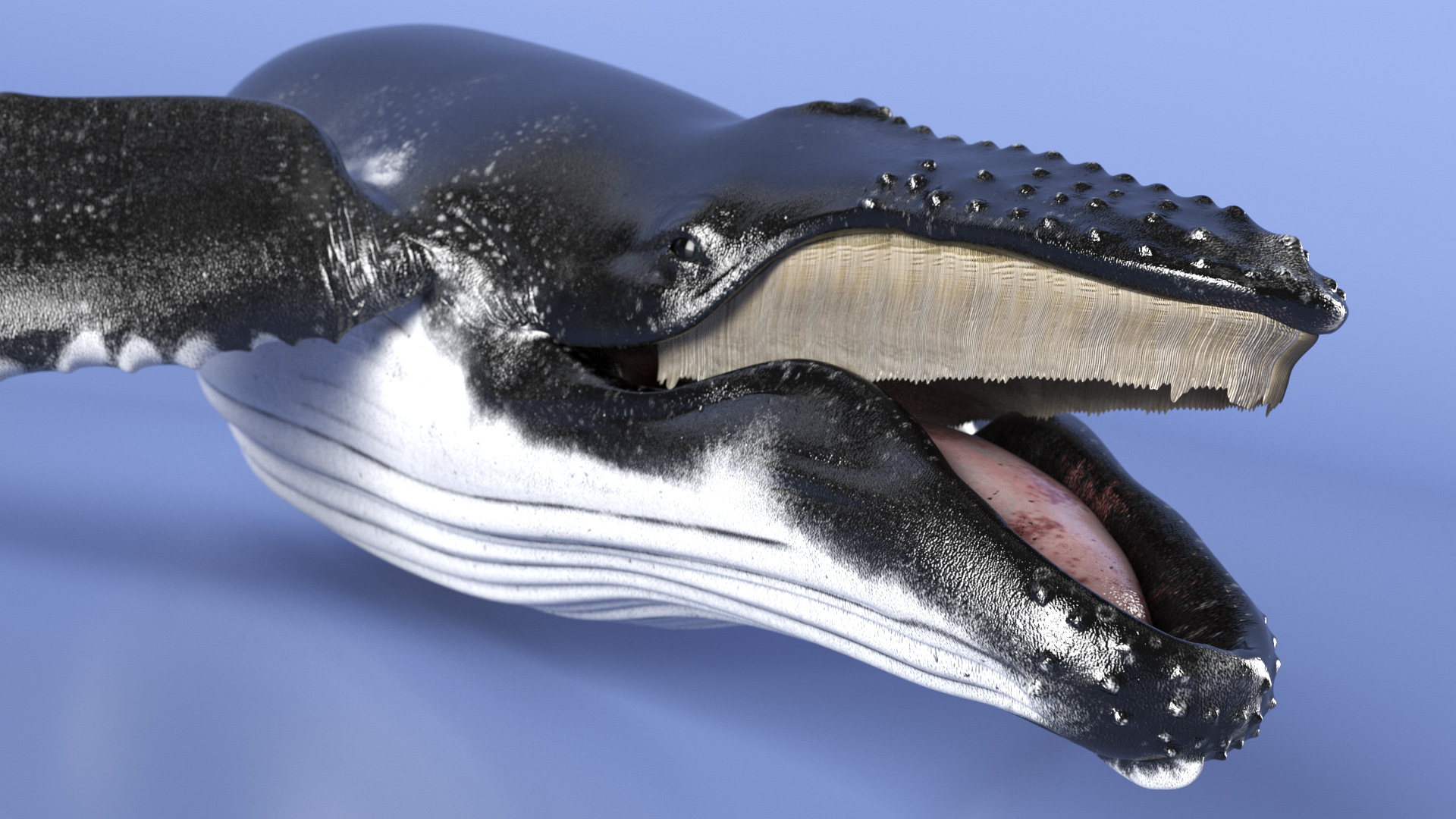 Humpback Whale Realistic 3D model
