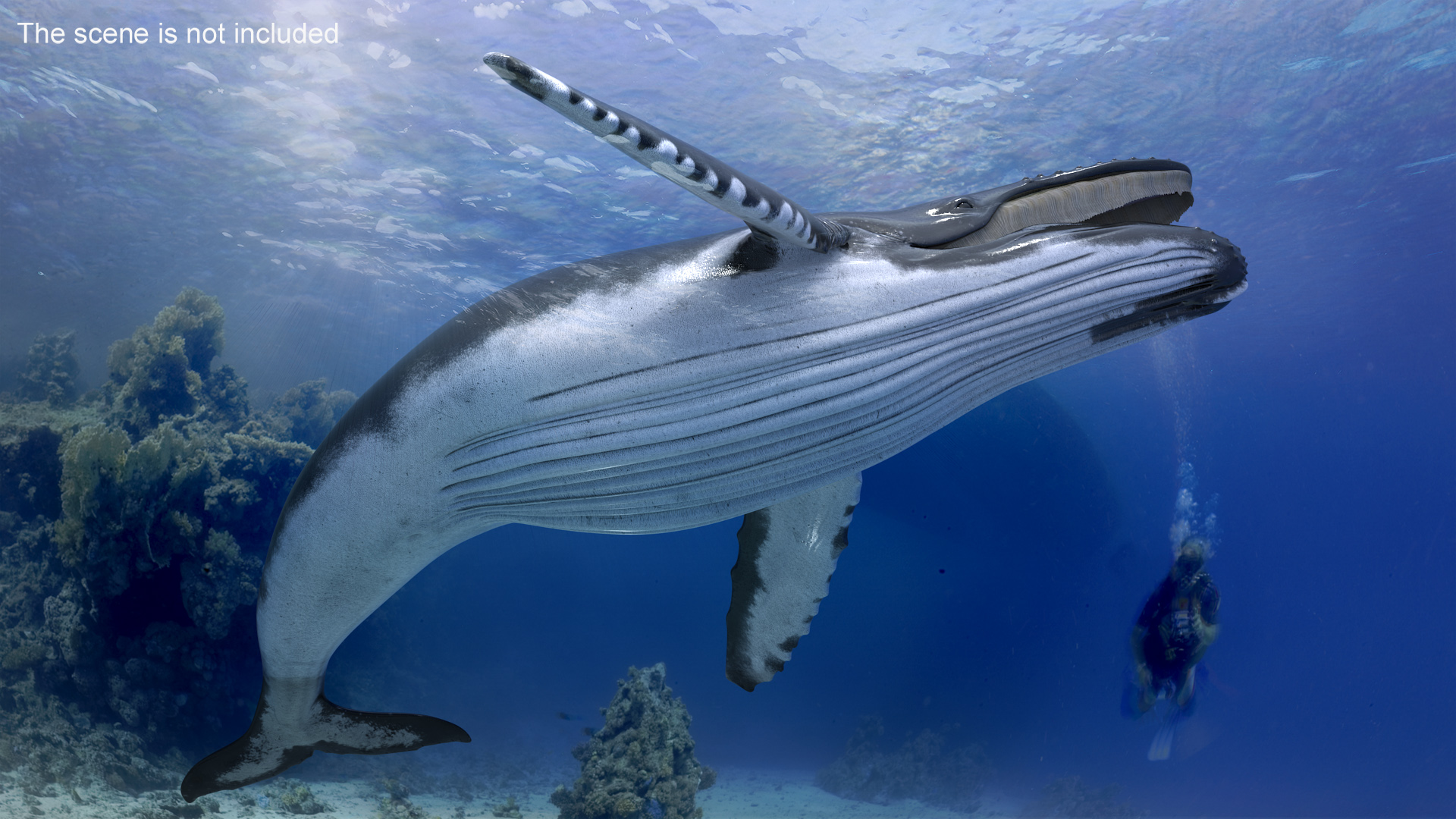Humpback Whale Realistic 3D model