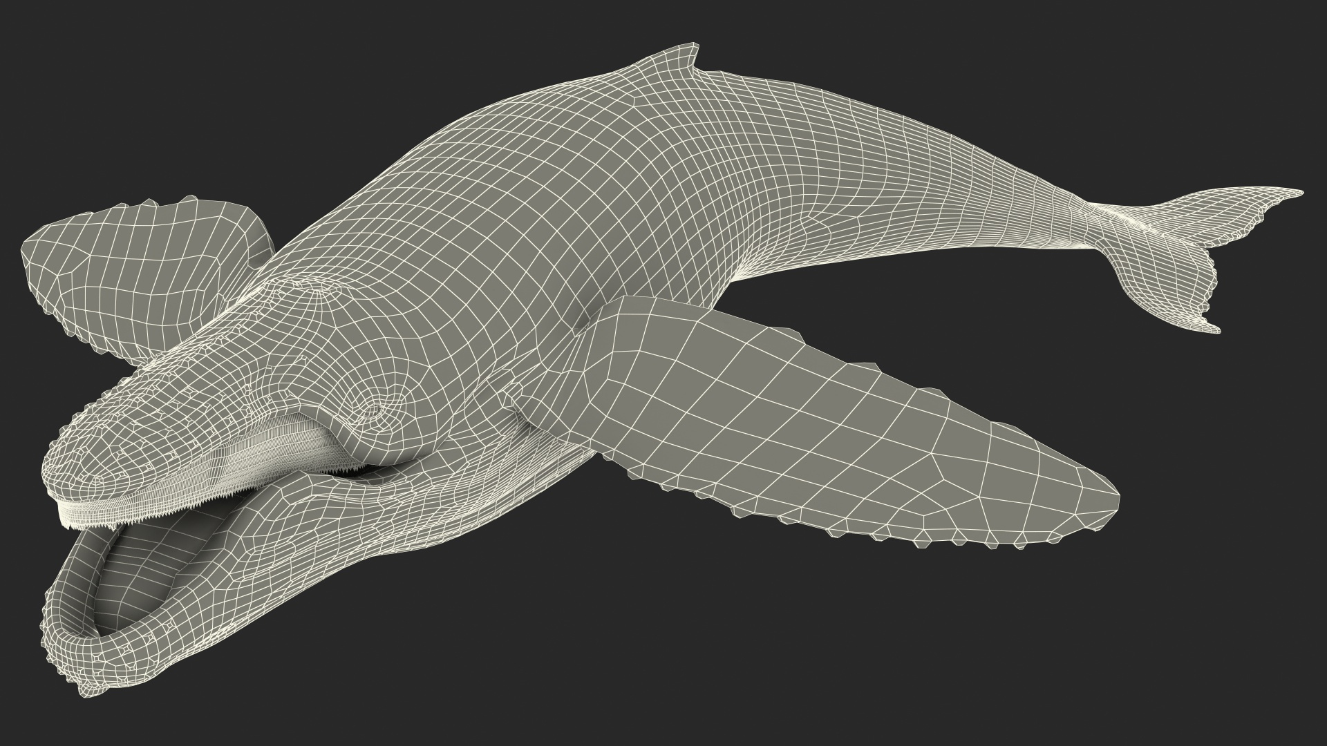 Humpback Whale Realistic 3D model