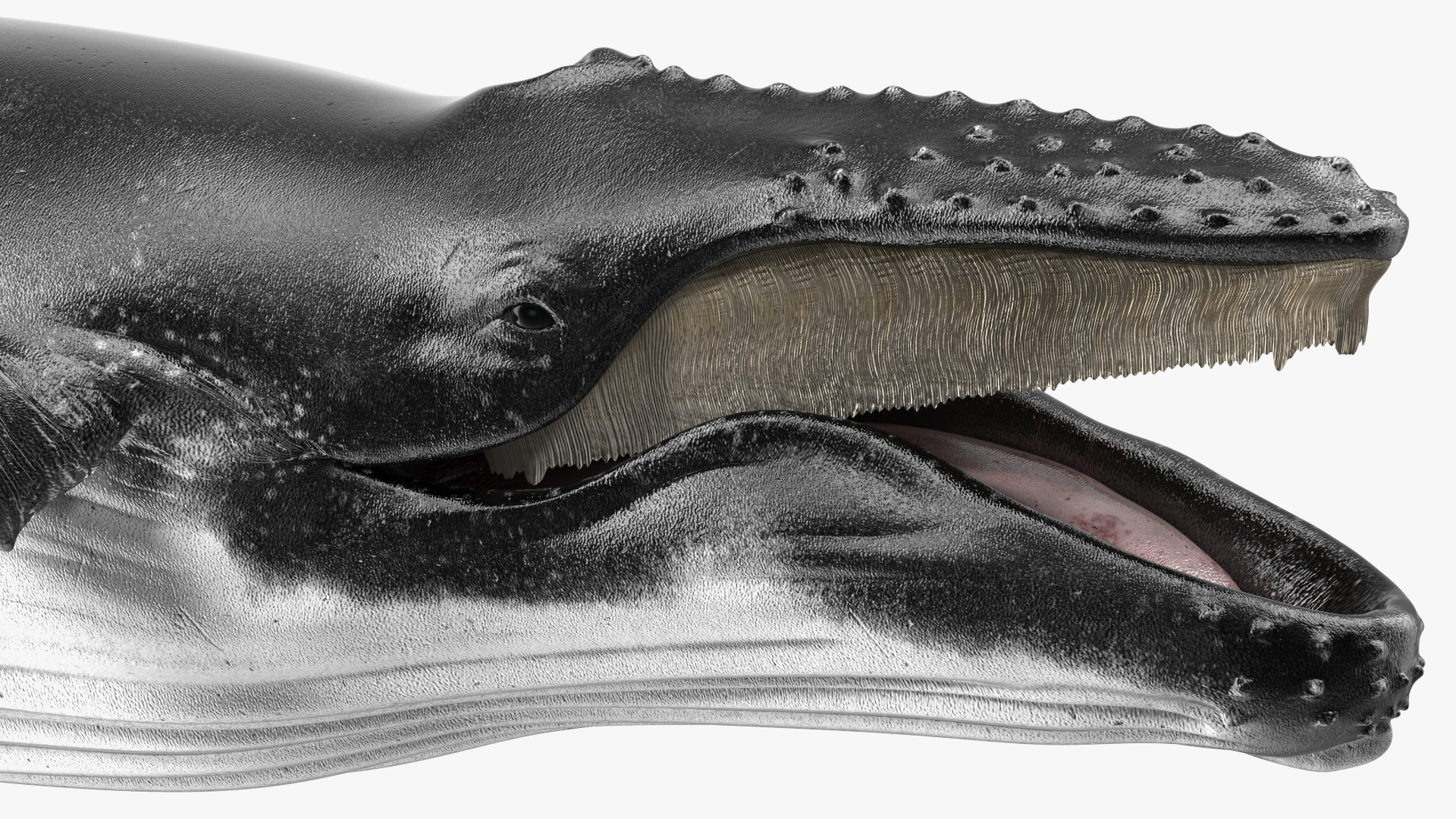Humpback Whale Realistic 3D model
