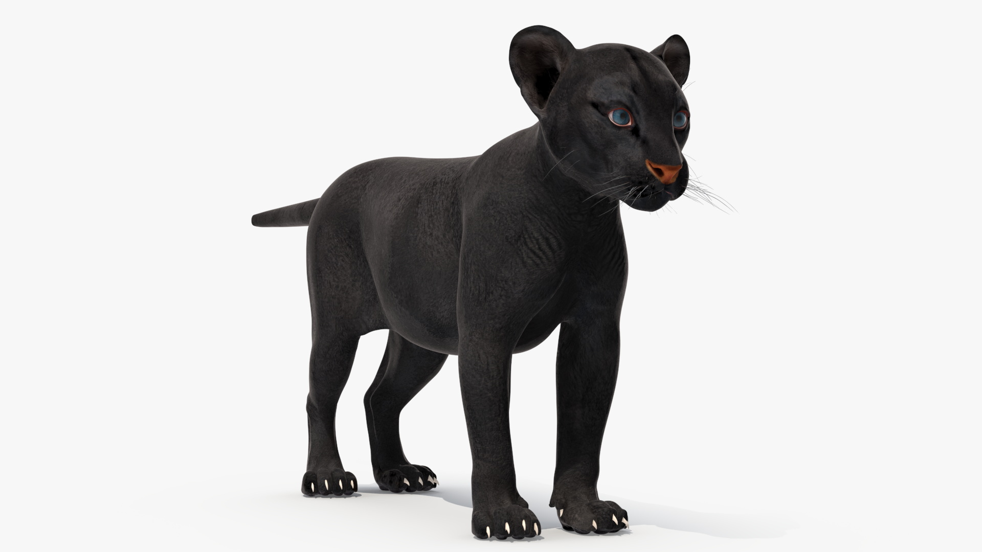 3D Black Panther Cub Standing Pose