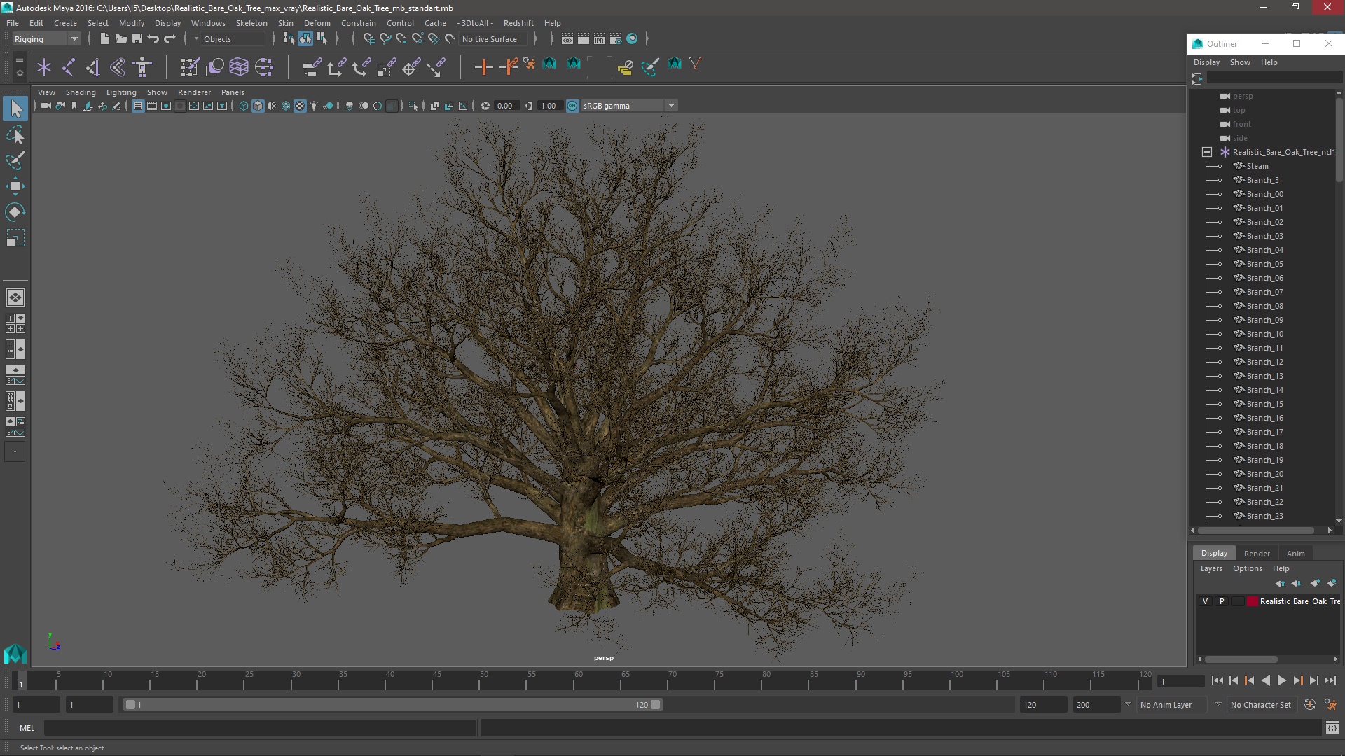 3D Realistic Bare Oak Tree model