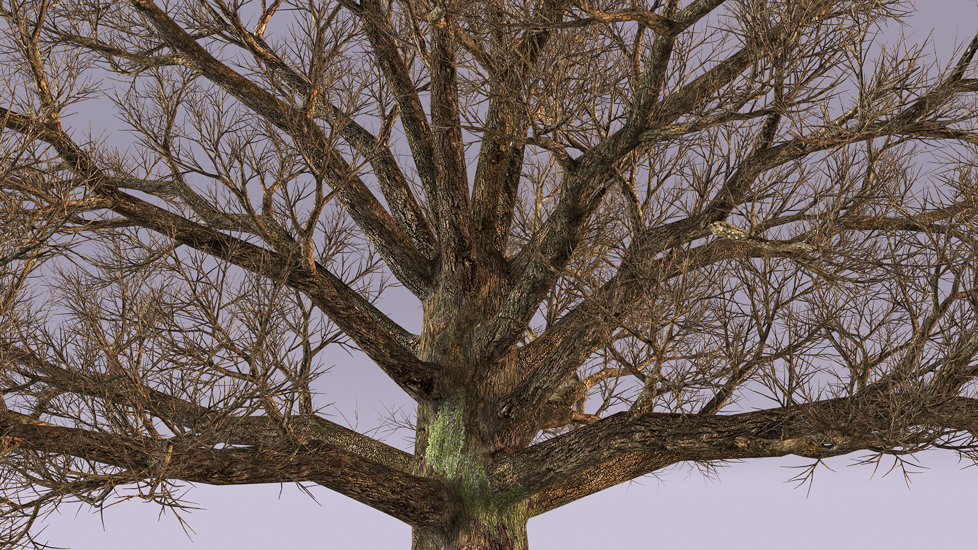3D Realistic Bare Oak Tree model