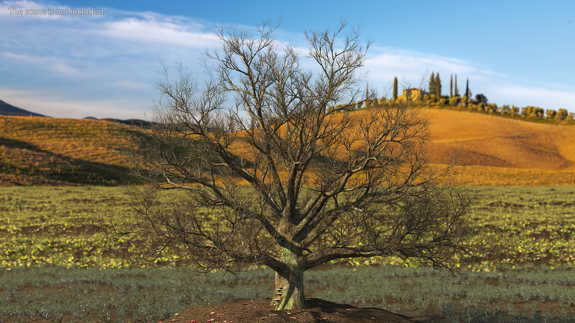 3D Realistic Bare Oak Tree model