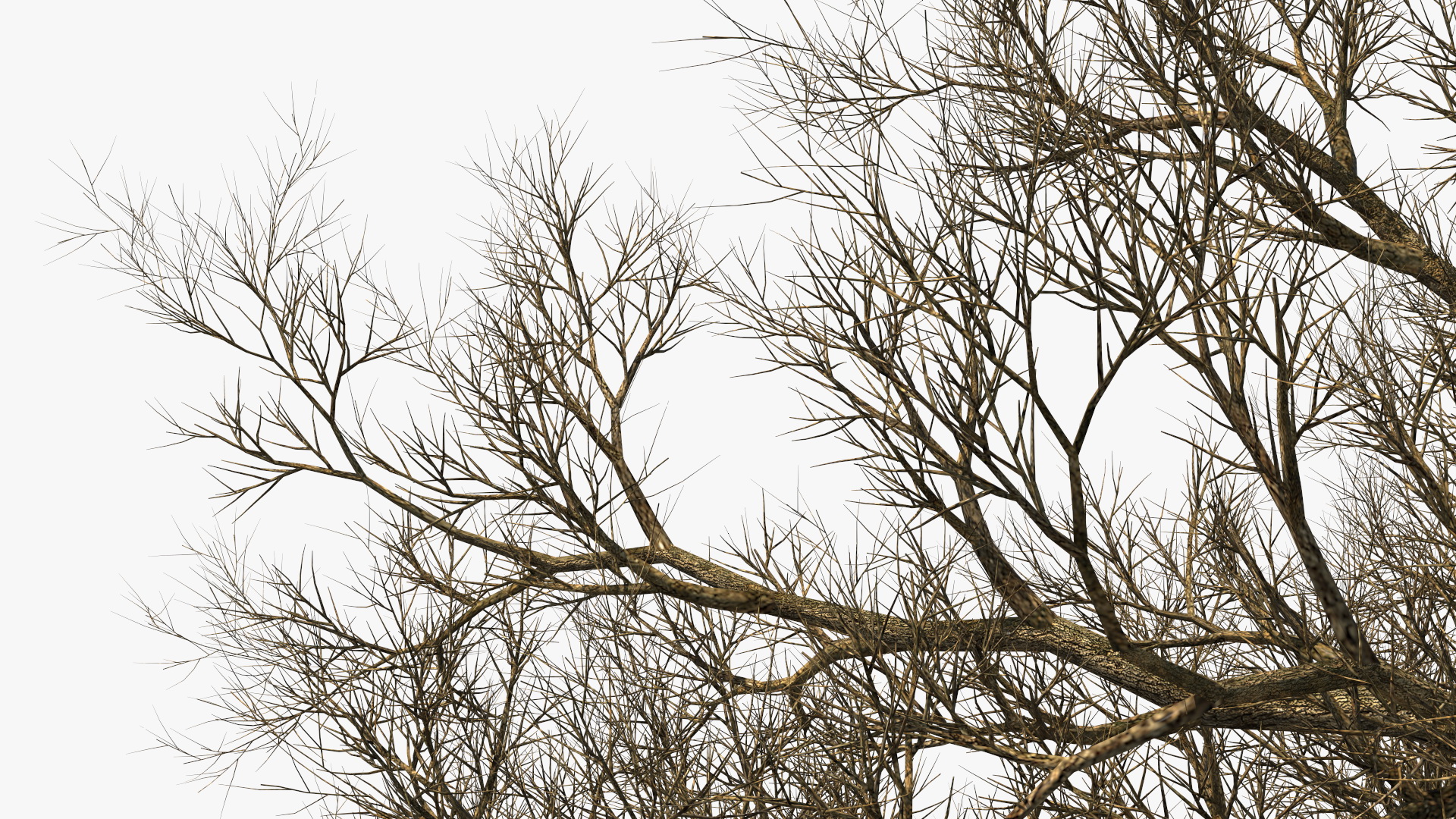 3D Realistic Bare Oak Tree model