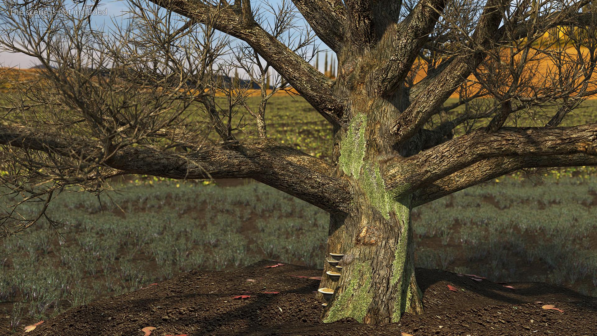 3D Realistic Bare Oak Tree model