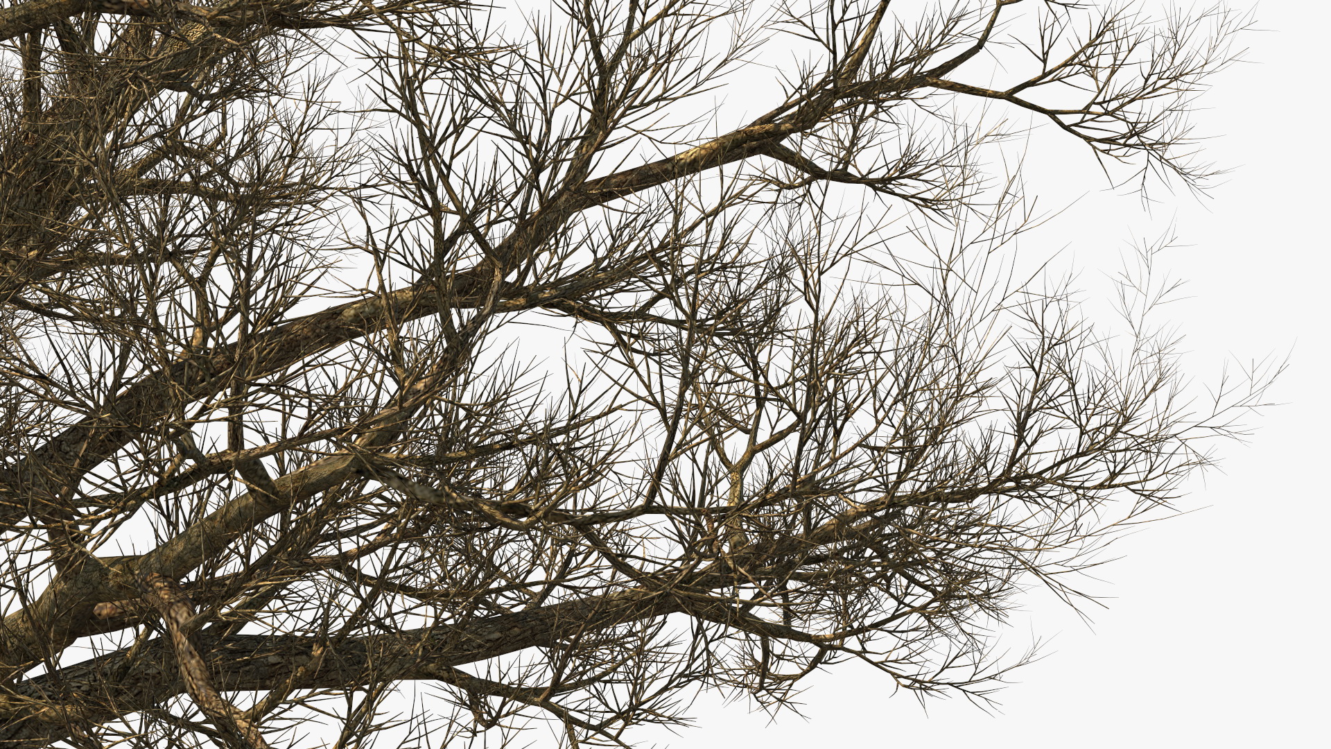 3D Realistic Bare Oak Tree model