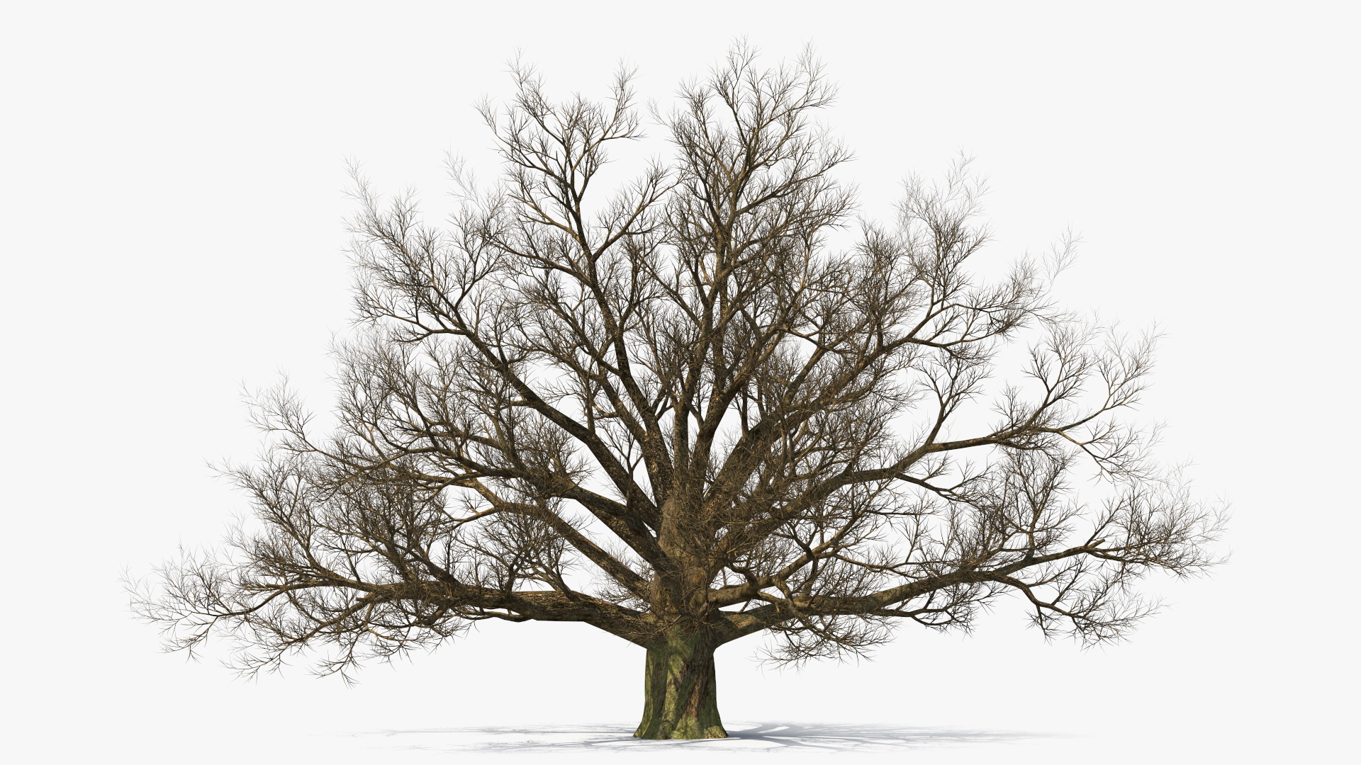 3D Realistic Bare Oak Tree model