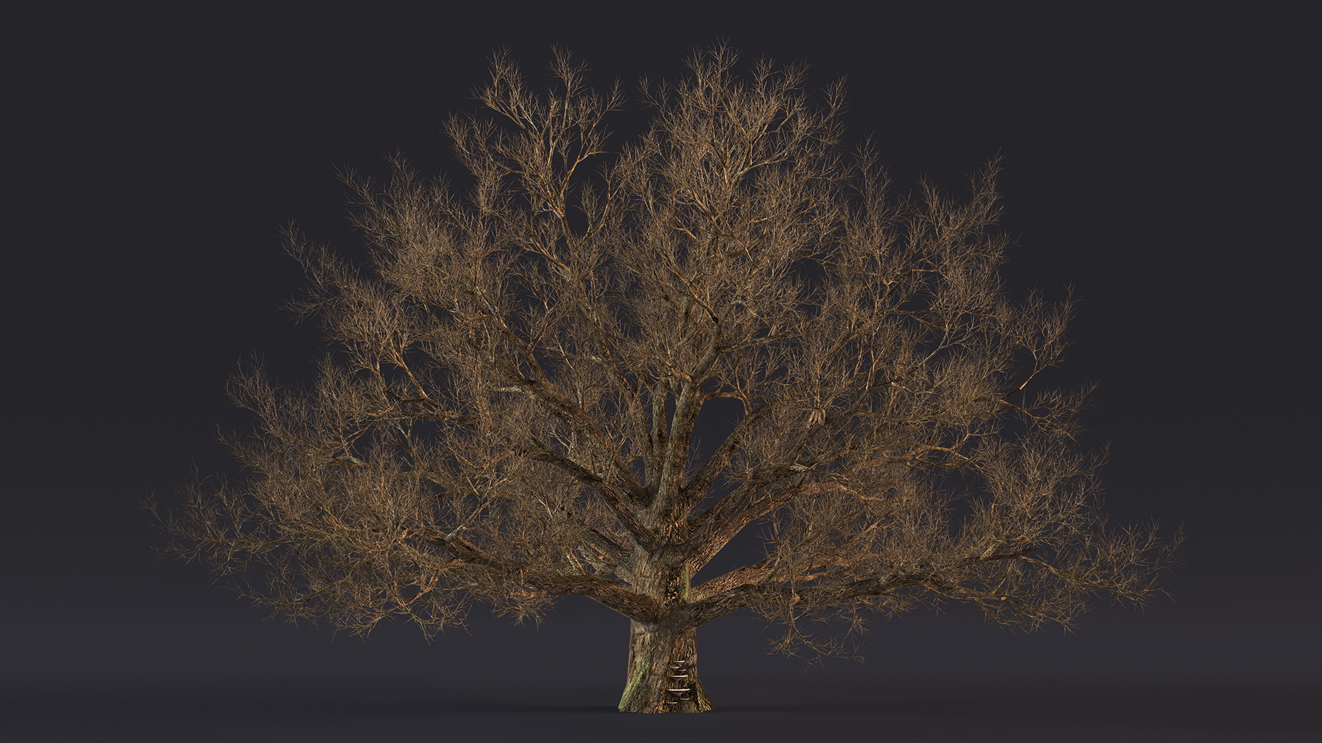 3D Realistic Bare Oak Tree model