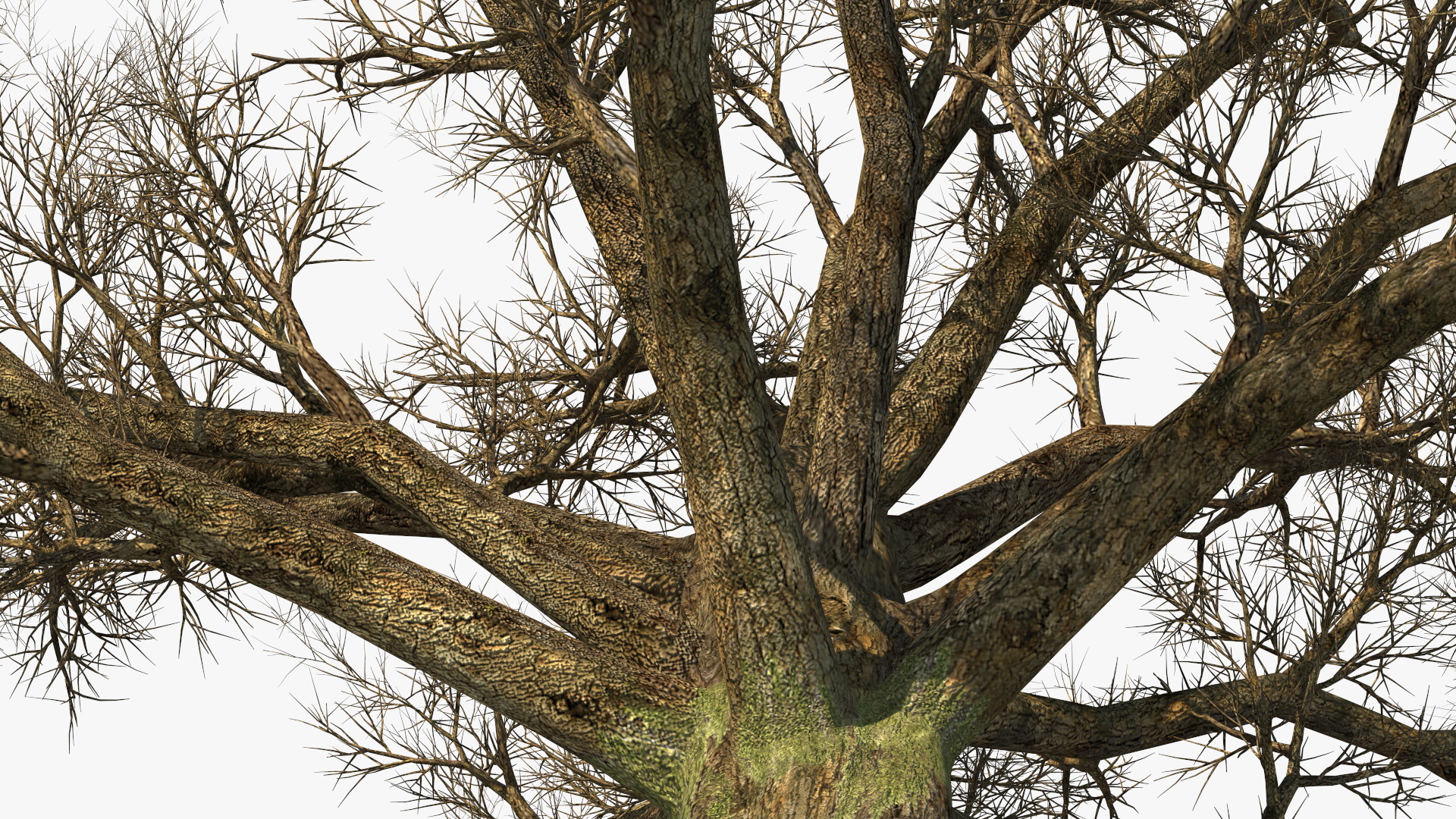 3D Realistic Bare Oak Tree model