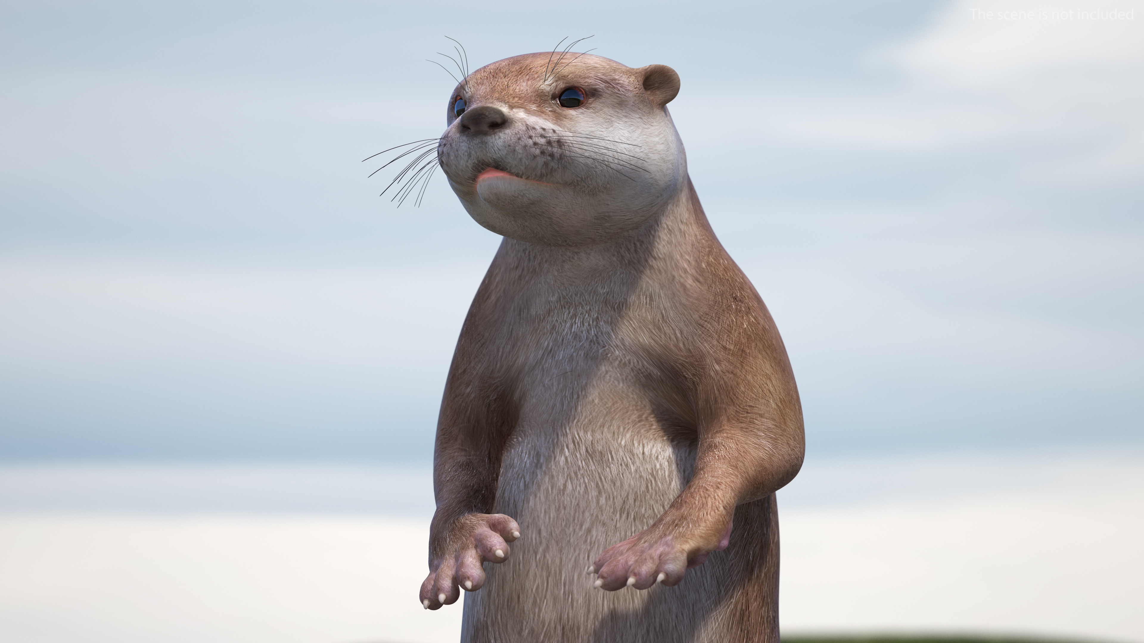 Otter Standing on Hind Legs 3D