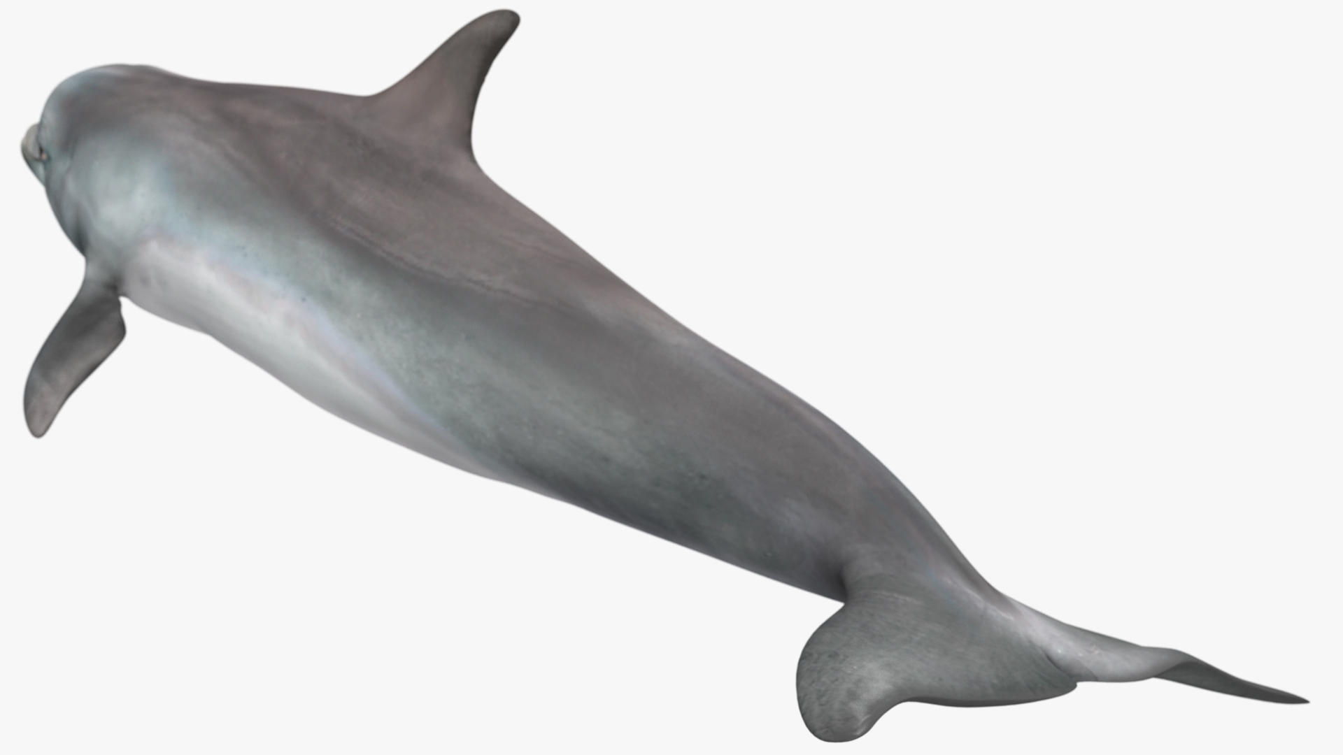 3D Dolphin Swimming And Jumping Animated for Cinema 4D