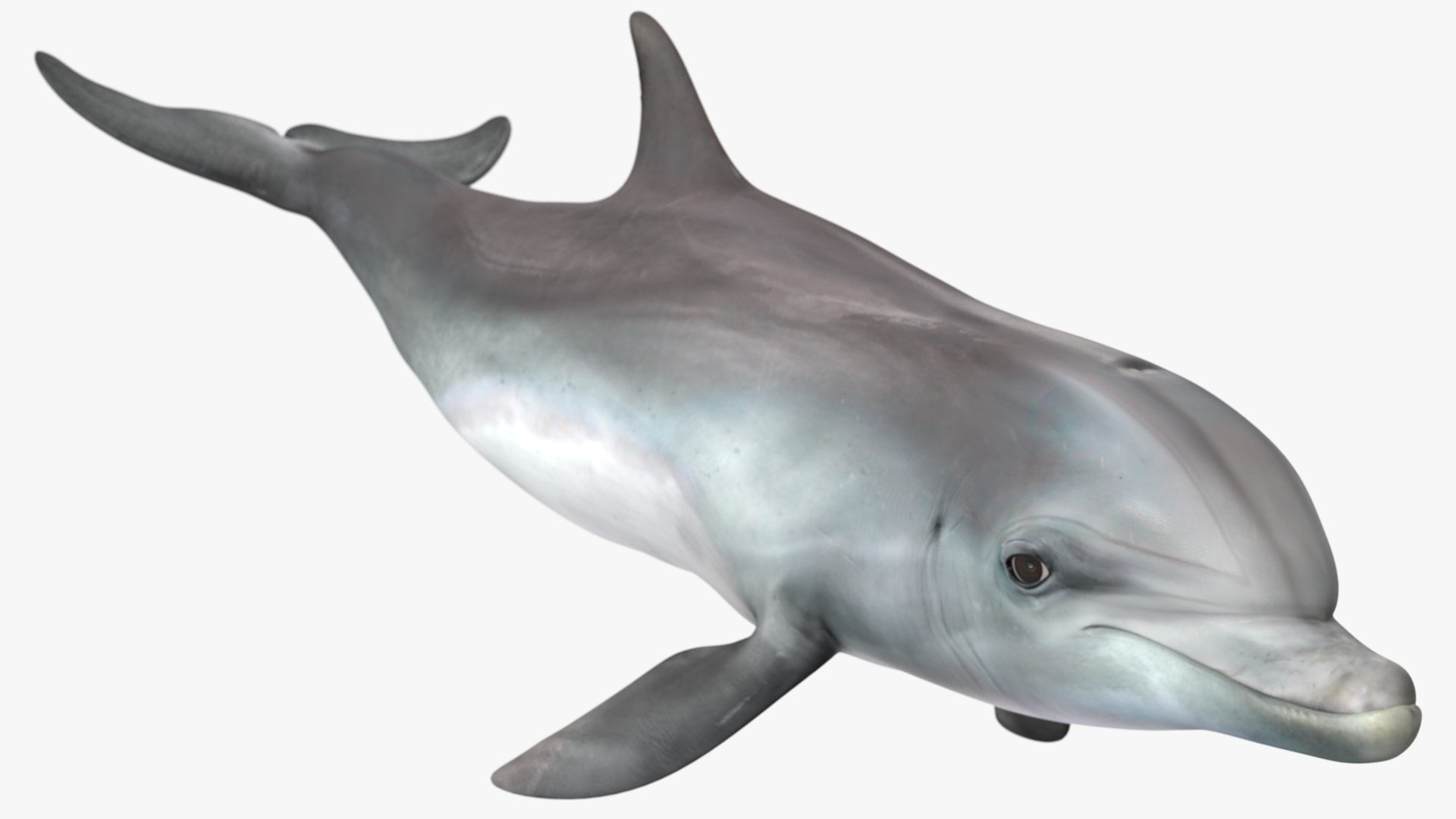 3D Dolphin Swimming And Jumping Animated for Cinema 4D