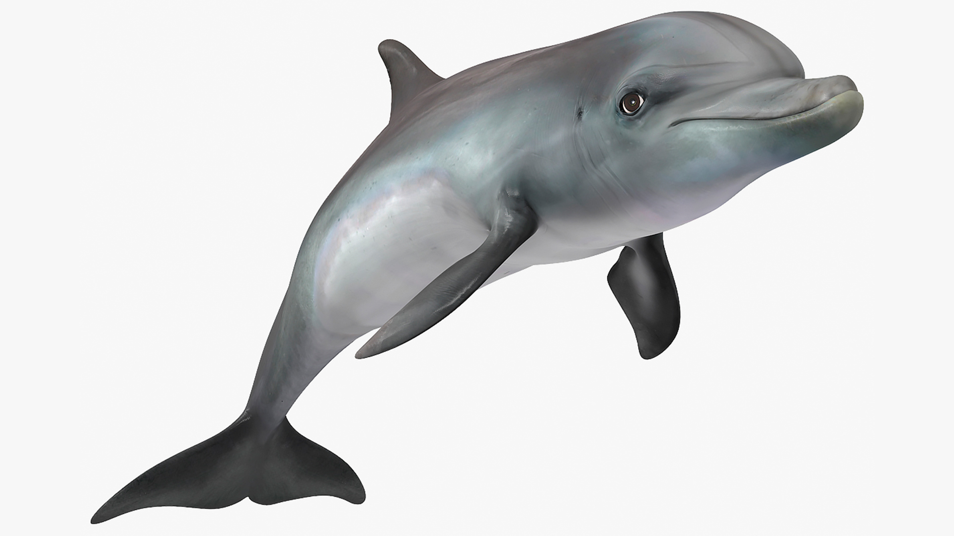 3D Dolphin Swimming And Jumping Animated for Cinema 4D