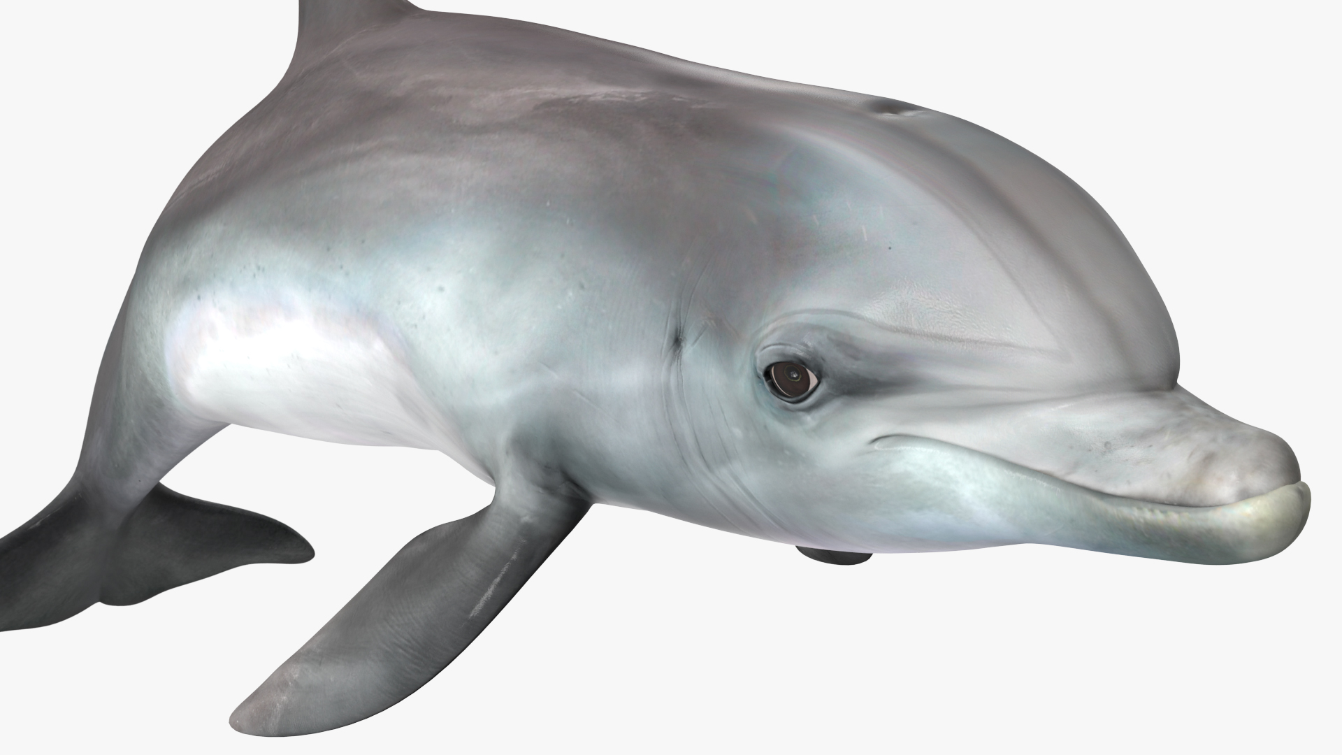 3D Dolphin Swimming And Jumping Animated for Cinema 4D