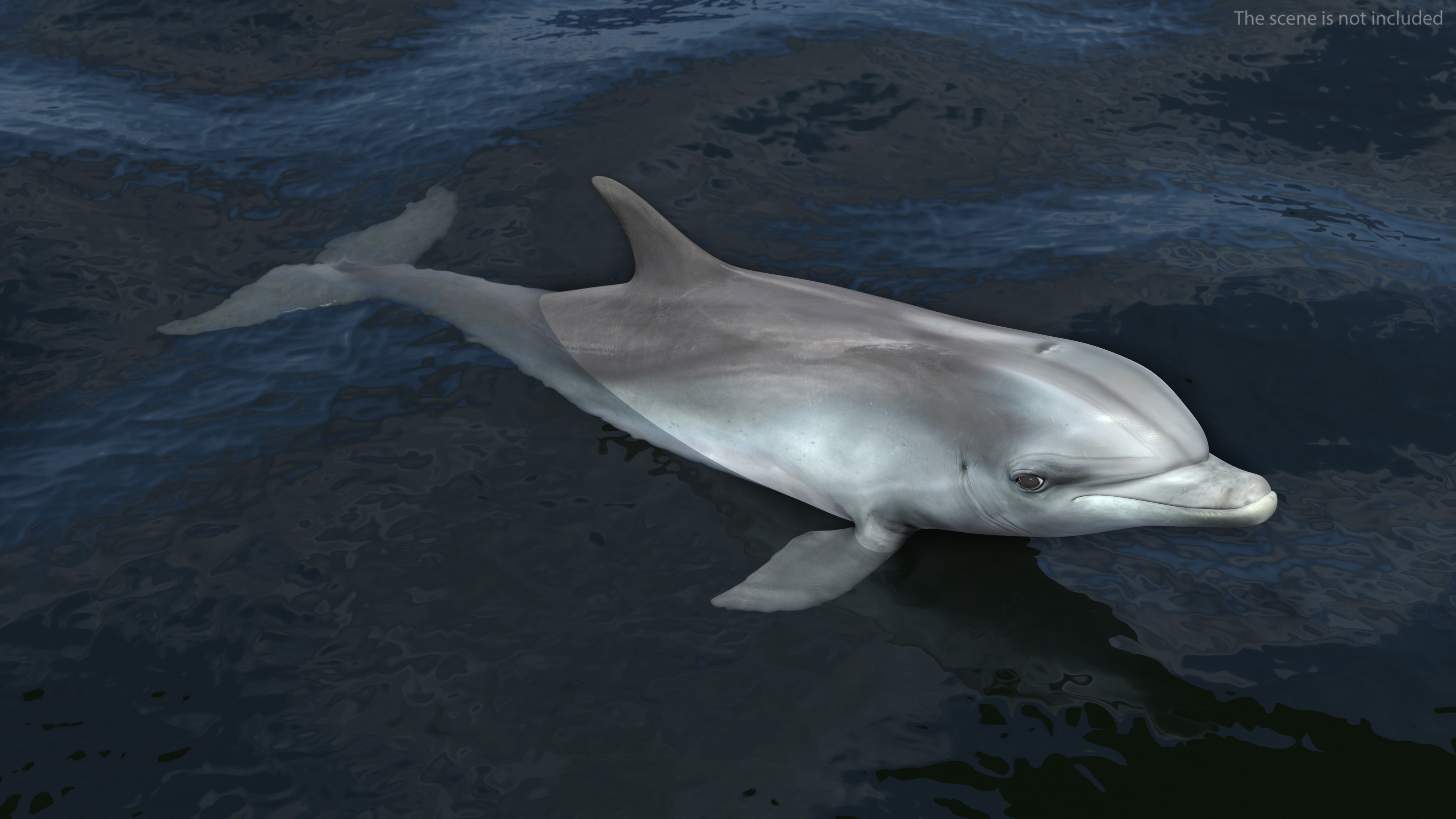 3D Dolphin Swimming And Jumping Animated for Cinema 4D