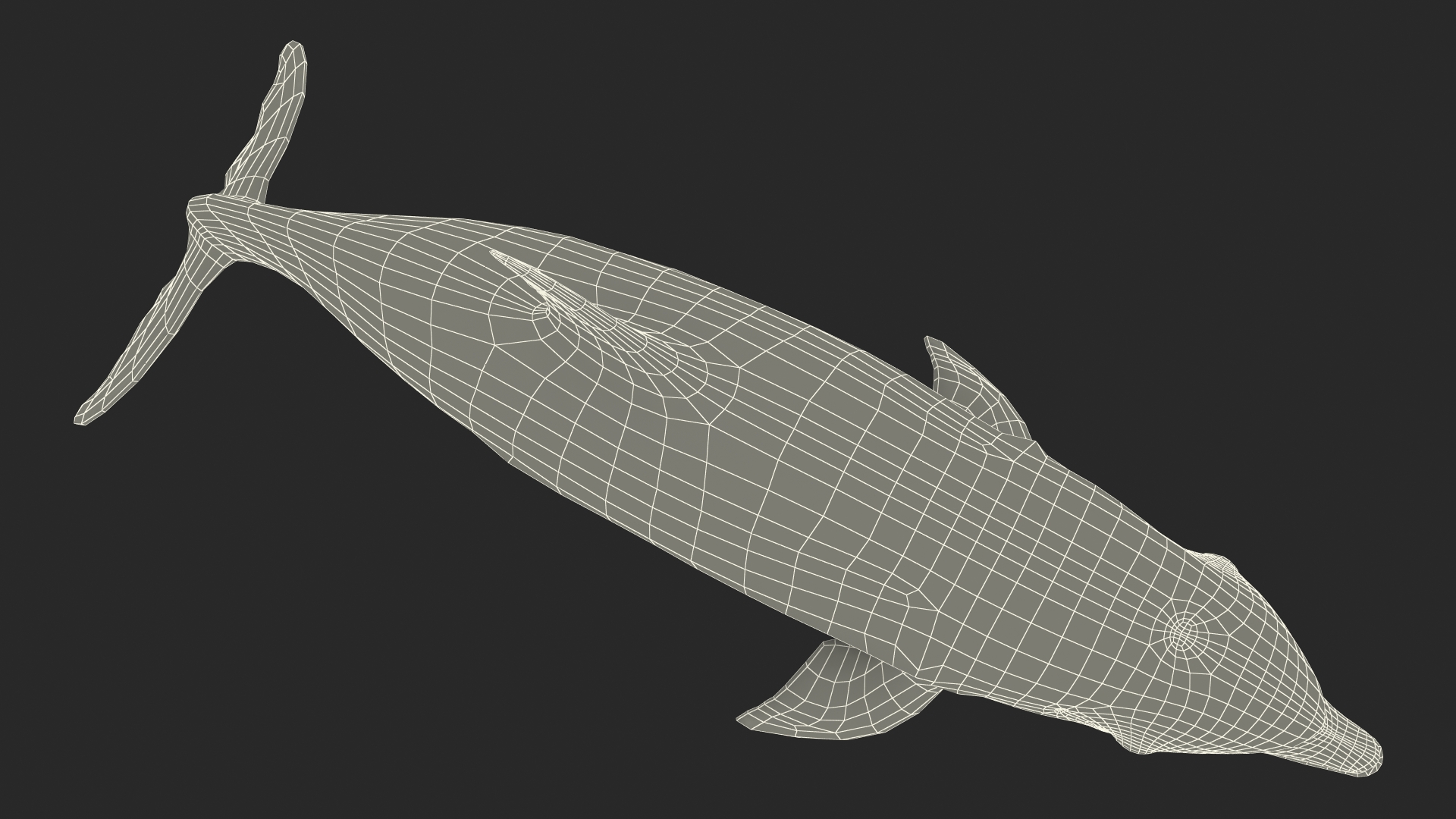 3D Dolphin Swimming And Jumping Animated for Cinema 4D