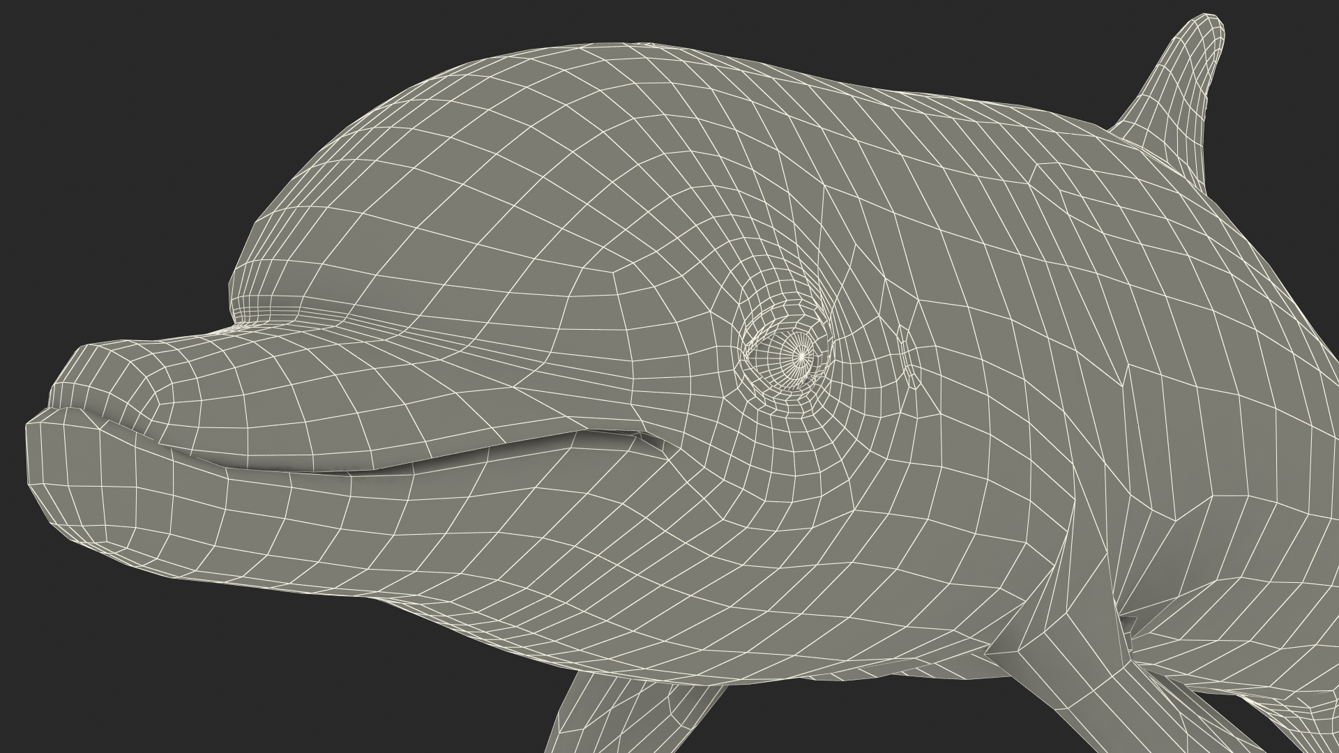 3D Dolphin Swimming And Jumping Animated for Cinema 4D