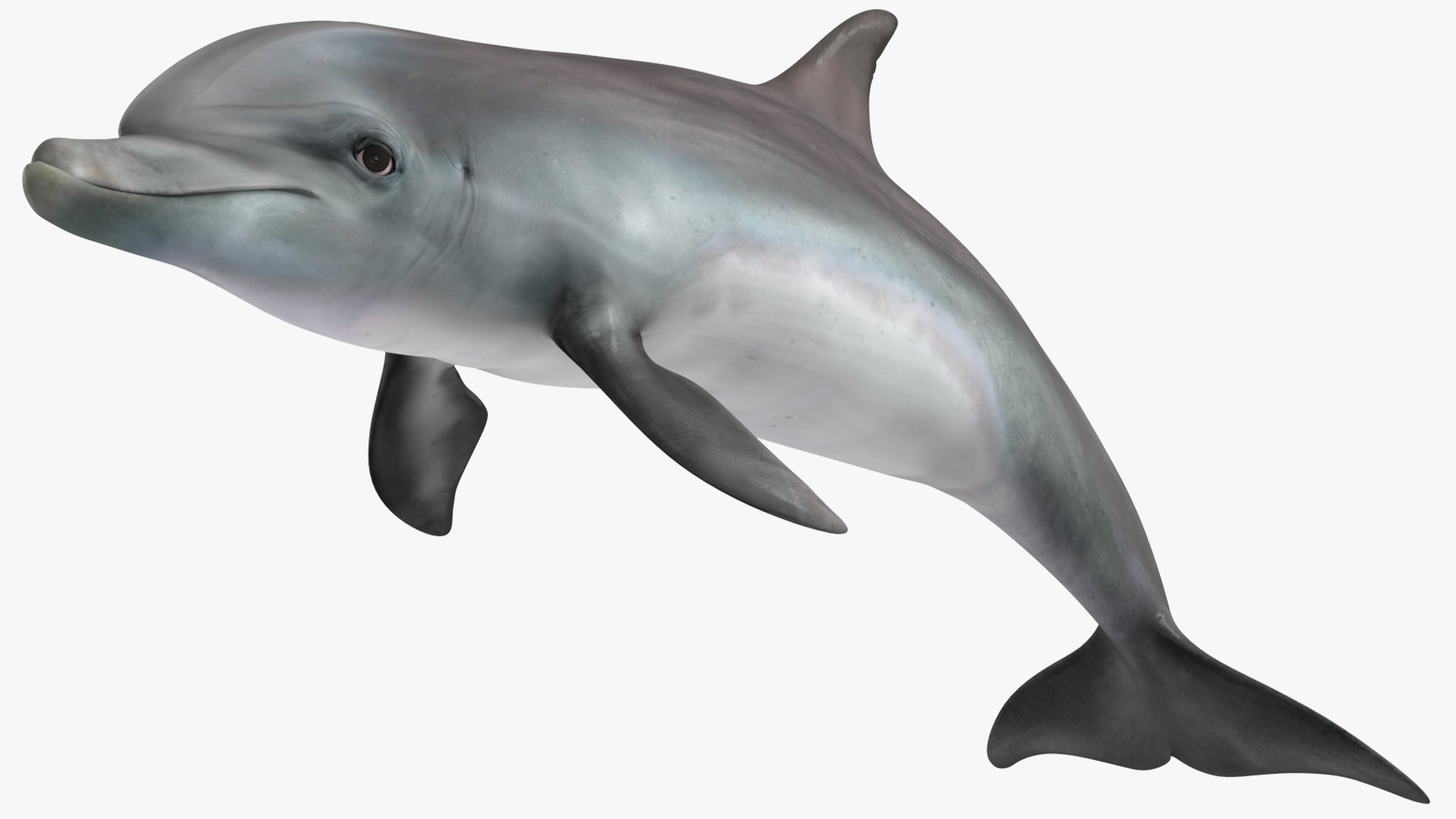3D Dolphin Swimming And Jumping Animated for Cinema 4D