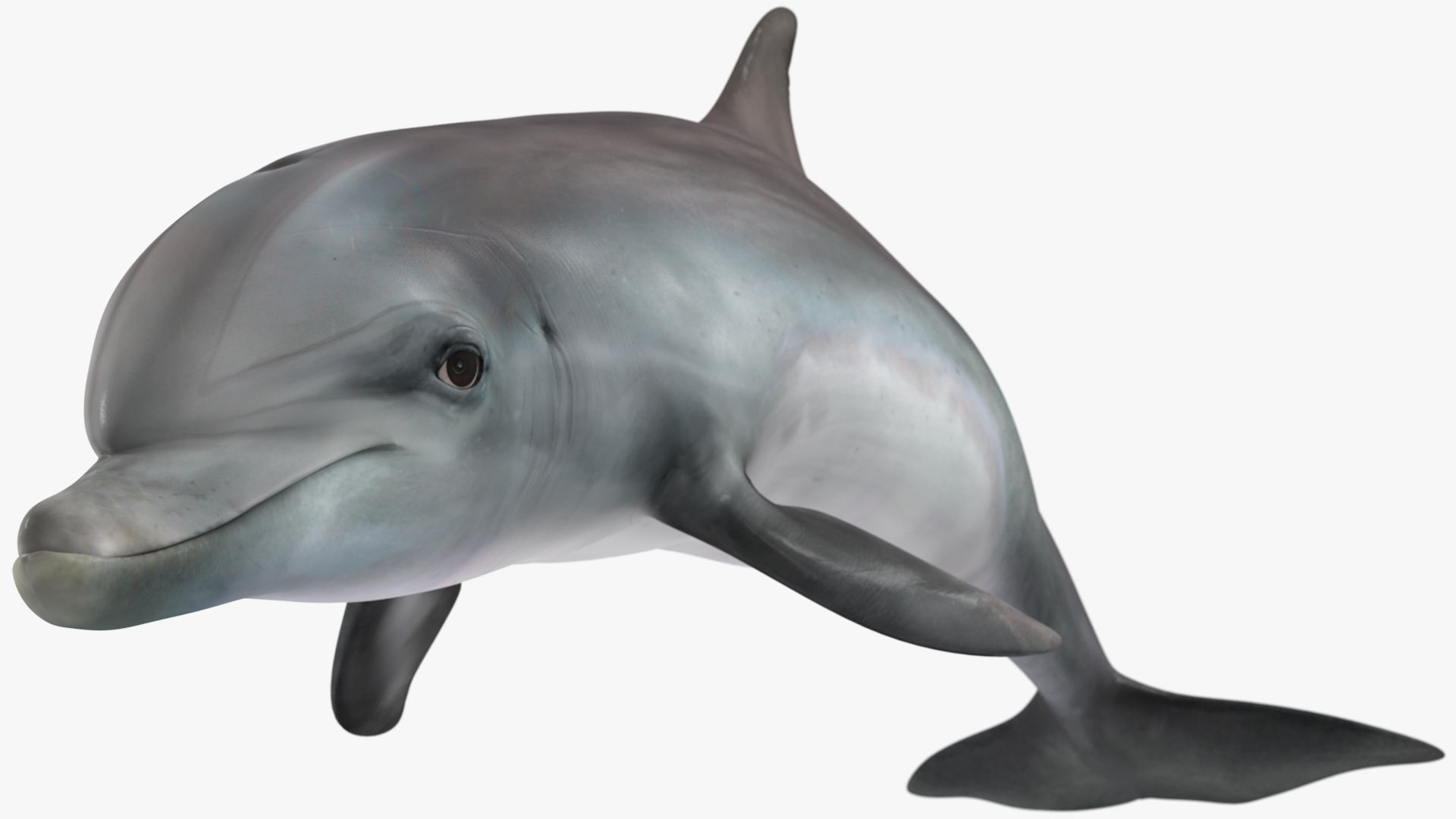 3D Dolphin Swimming And Jumping Animated for Cinema 4D