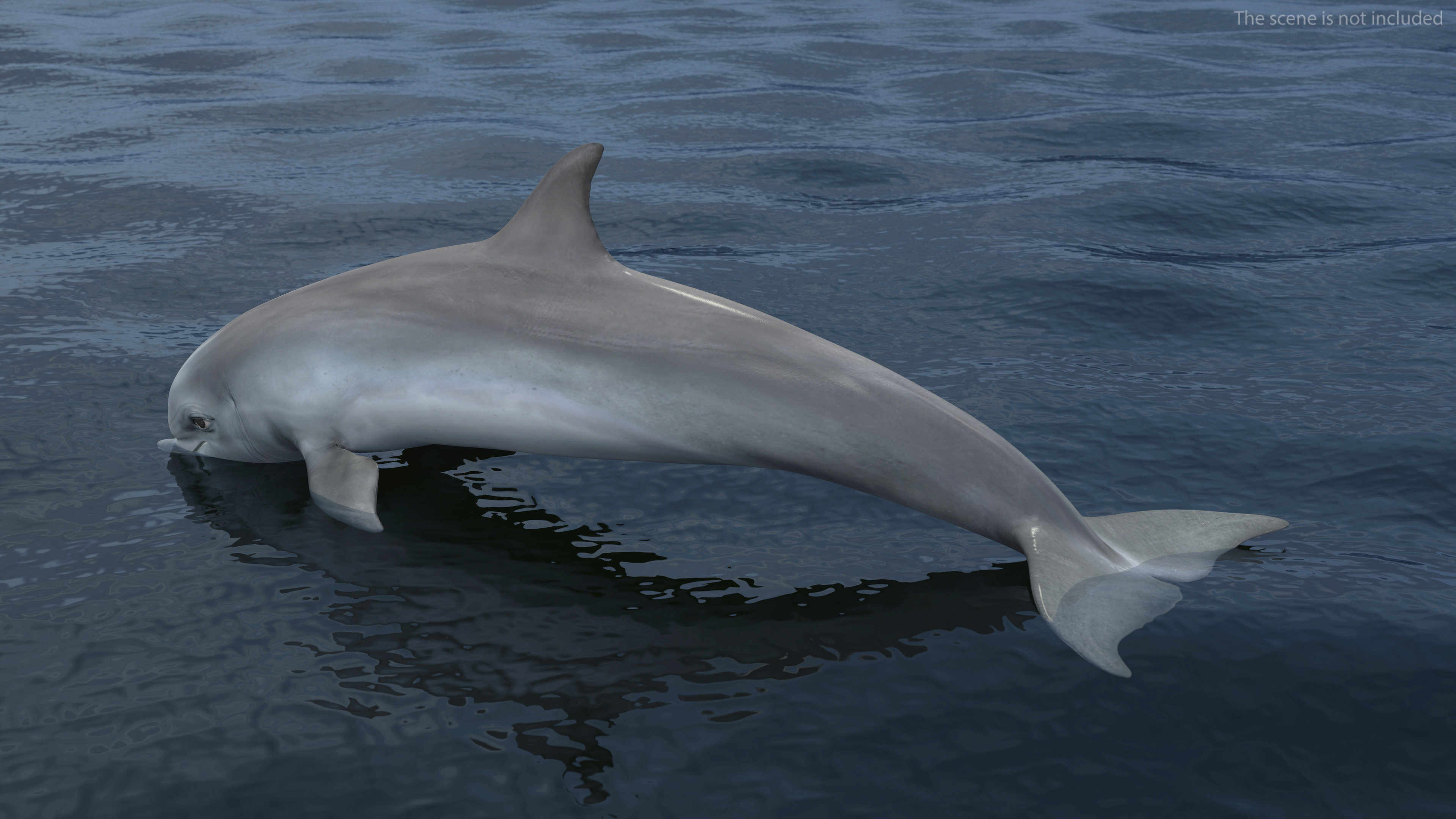 3D Dolphin Swimming And Jumping Animated for Cinema 4D