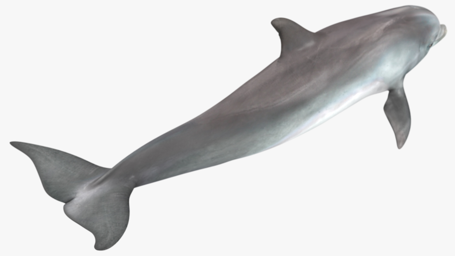3D Dolphin Swimming And Jumping Animated for Cinema 4D