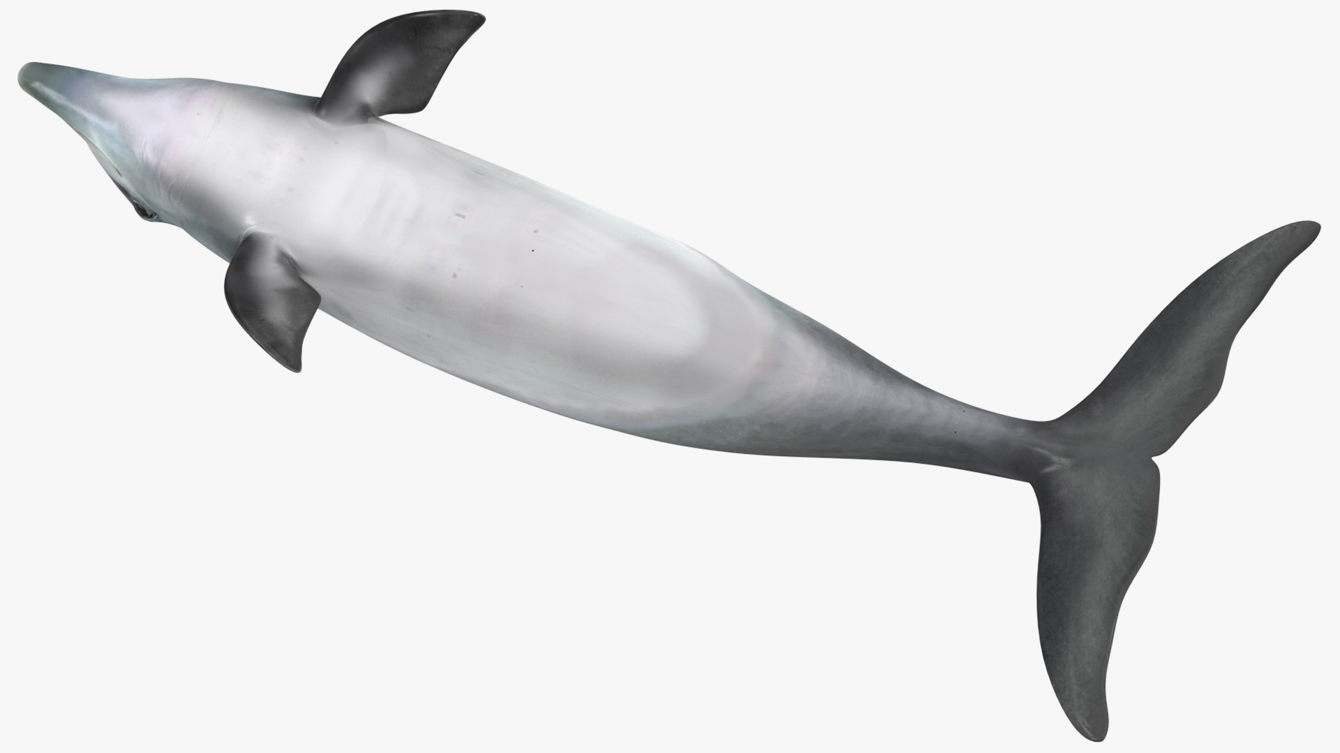3D Dolphin Swimming And Jumping Animated for Cinema 4D
