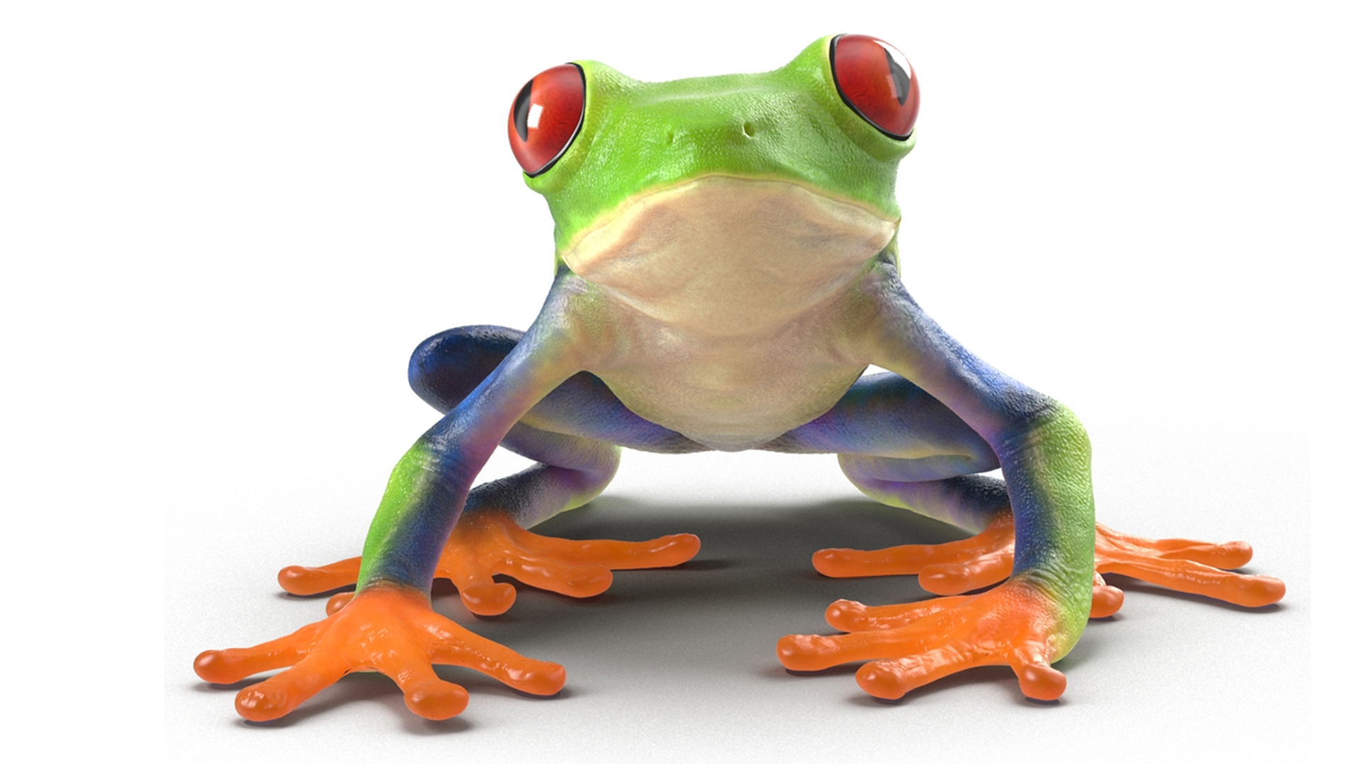 3D Red-Eyed Tree Frog model