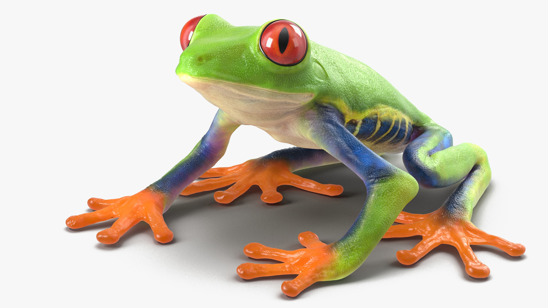 3D Red-Eyed Tree Frog model