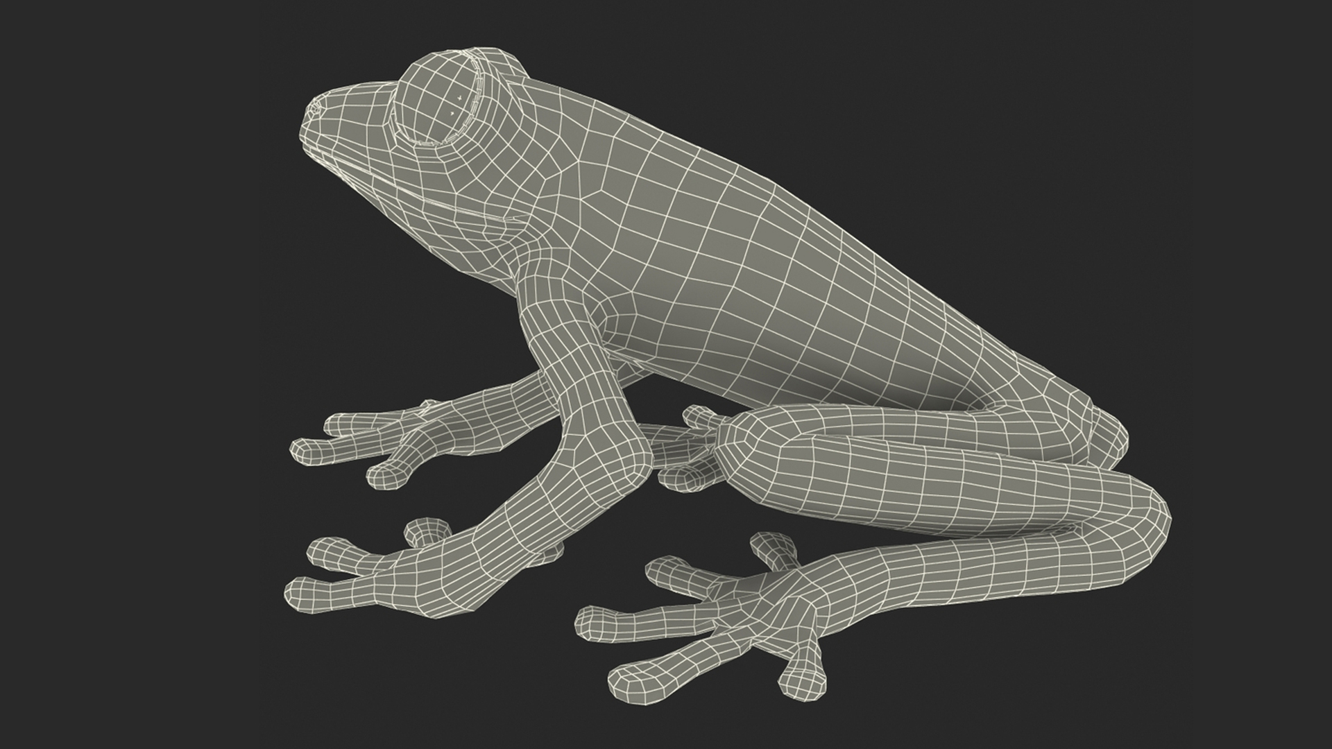 3D Red-Eyed Tree Frog model