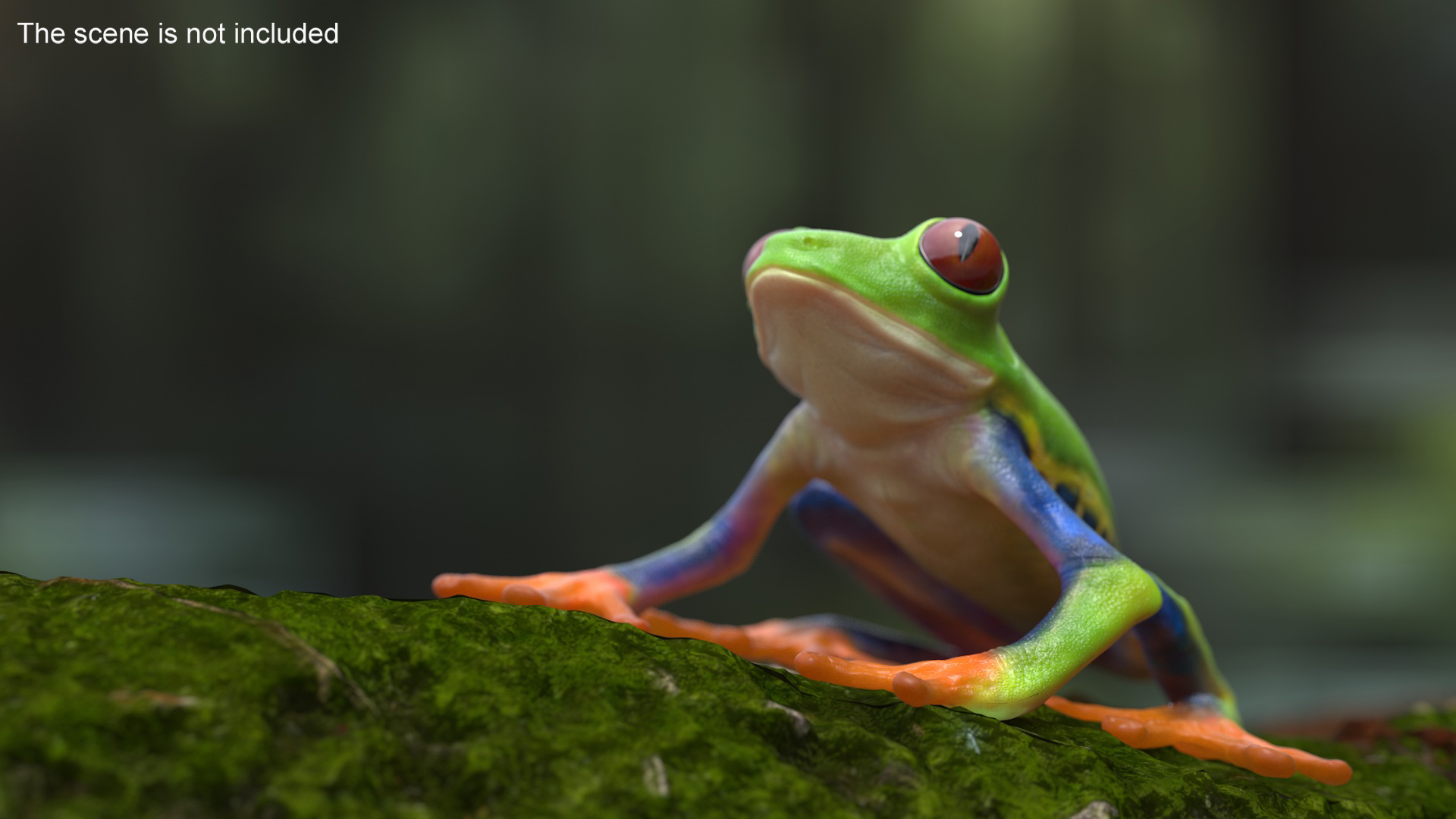 3D Red-Eyed Tree Frog model