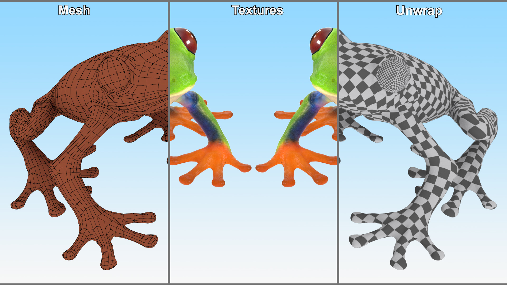 3D Red-Eyed Tree Frog model