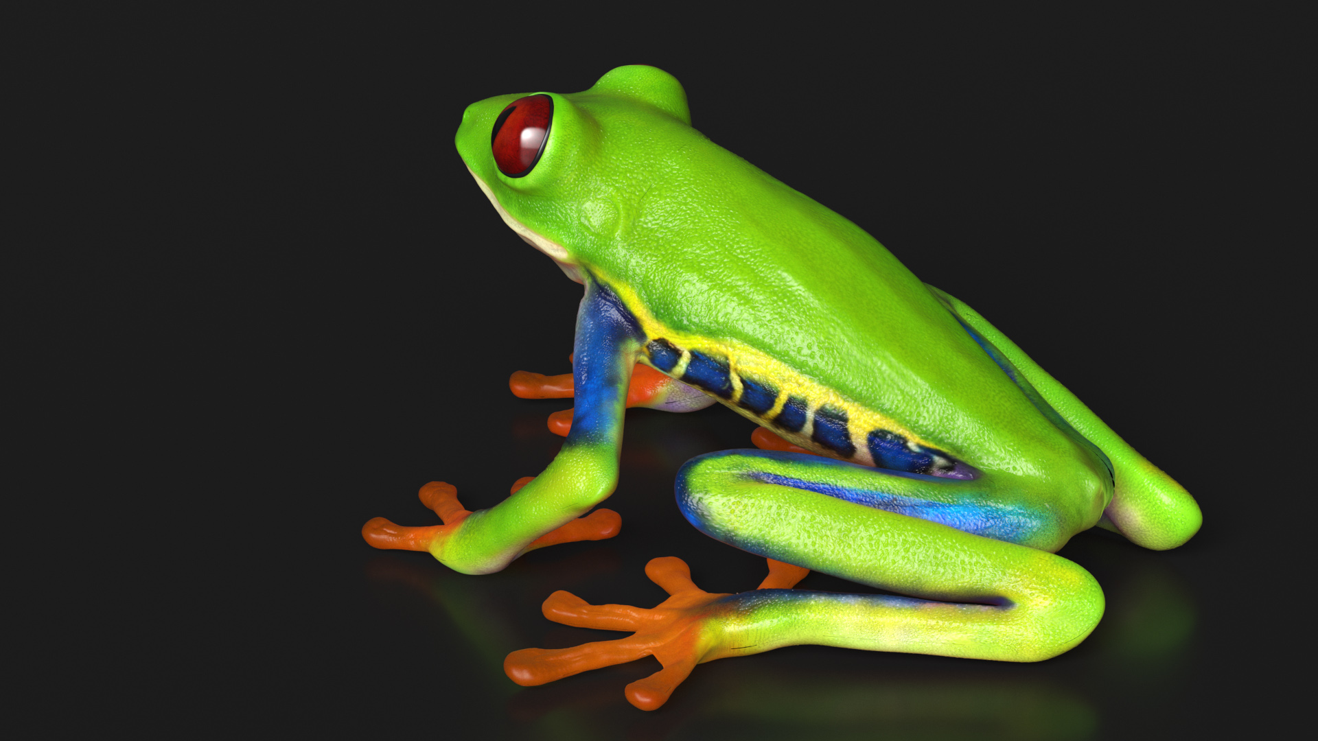3D Red-Eyed Tree Frog model