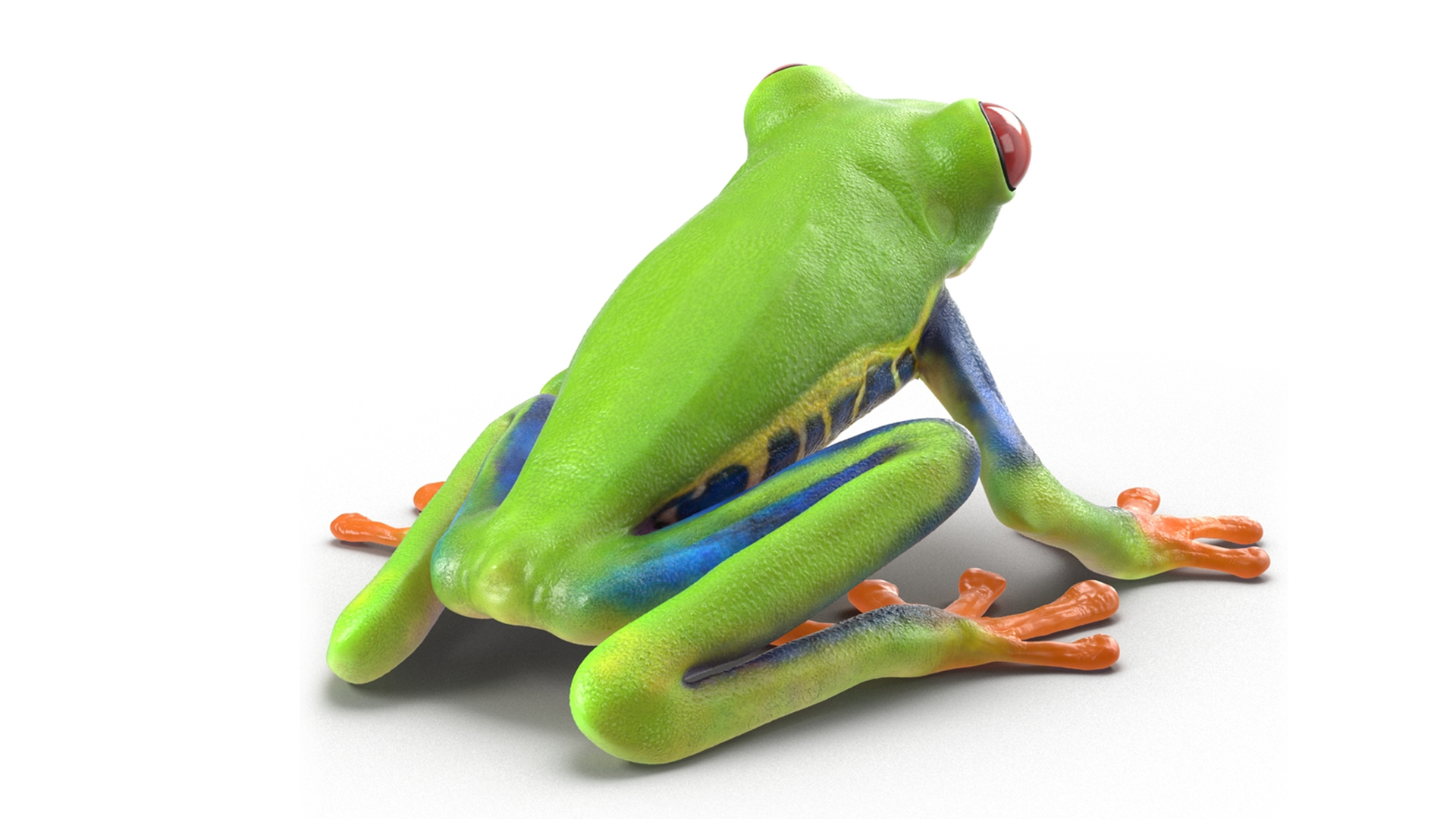3D Red-Eyed Tree Frog model