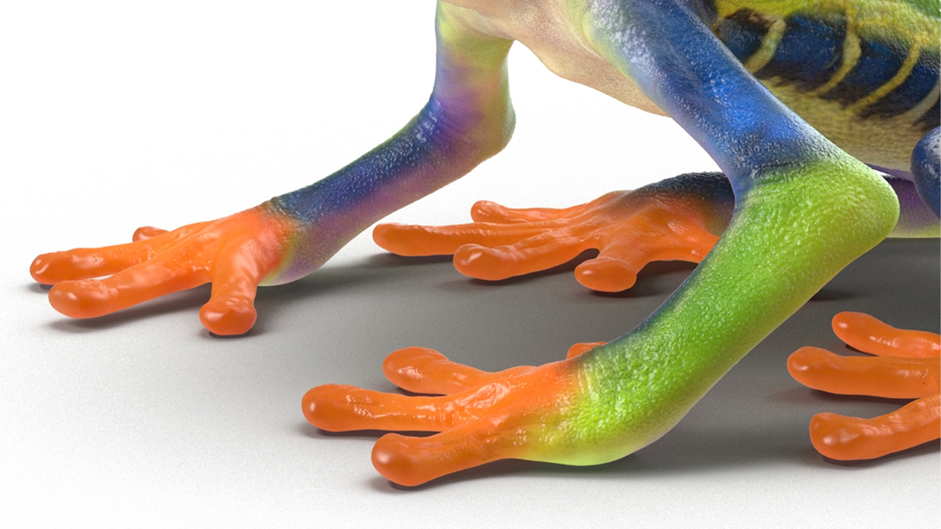 3D Red-Eyed Tree Frog model