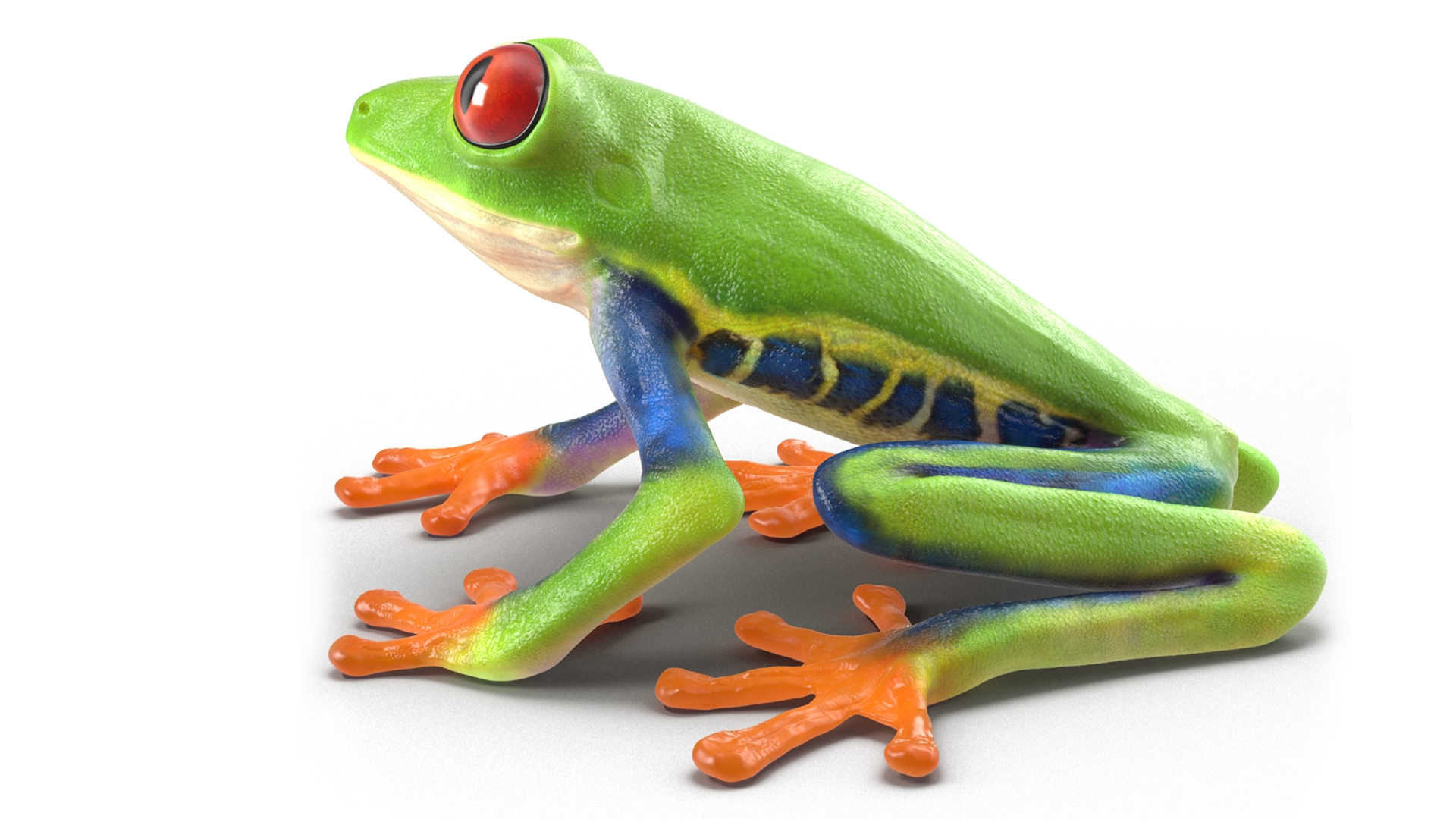 3D Red-Eyed Tree Frog model