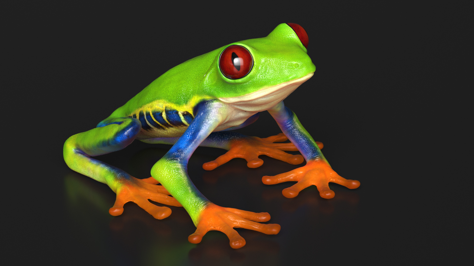 3D Red-Eyed Tree Frog model
