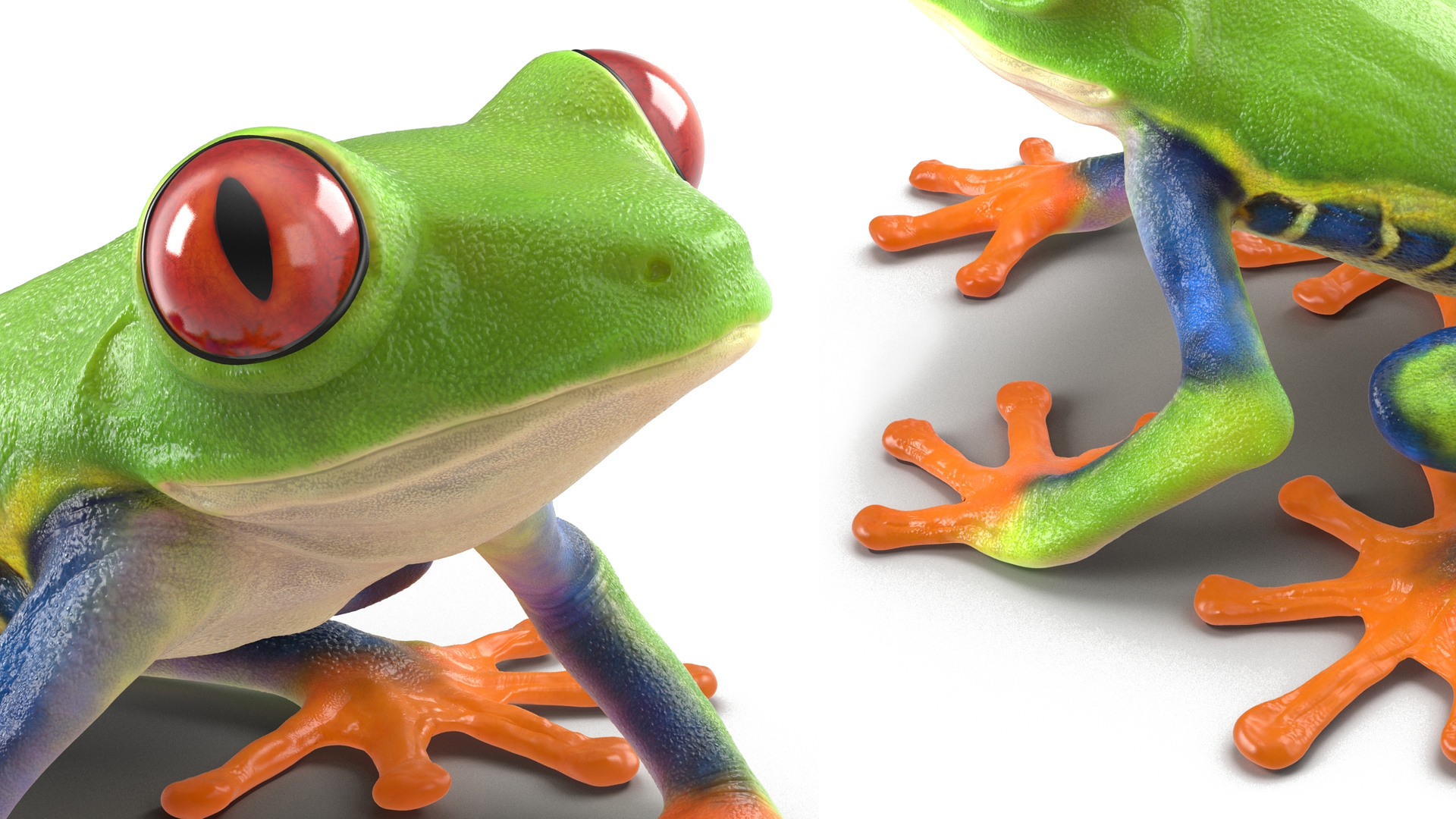 3D Red-Eyed Tree Frog model