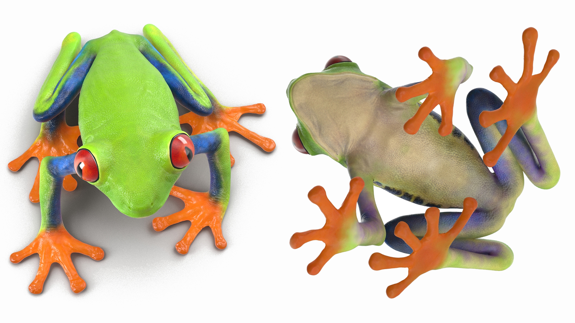 3D Red-Eyed Tree Frog model