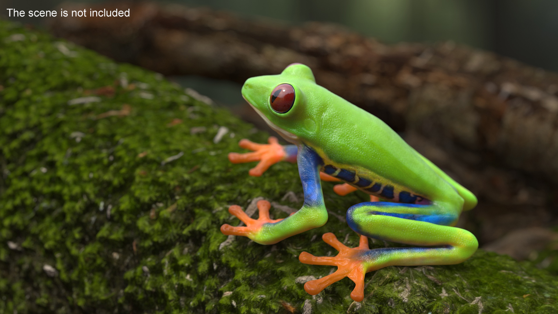 3D Red-Eyed Tree Frog model