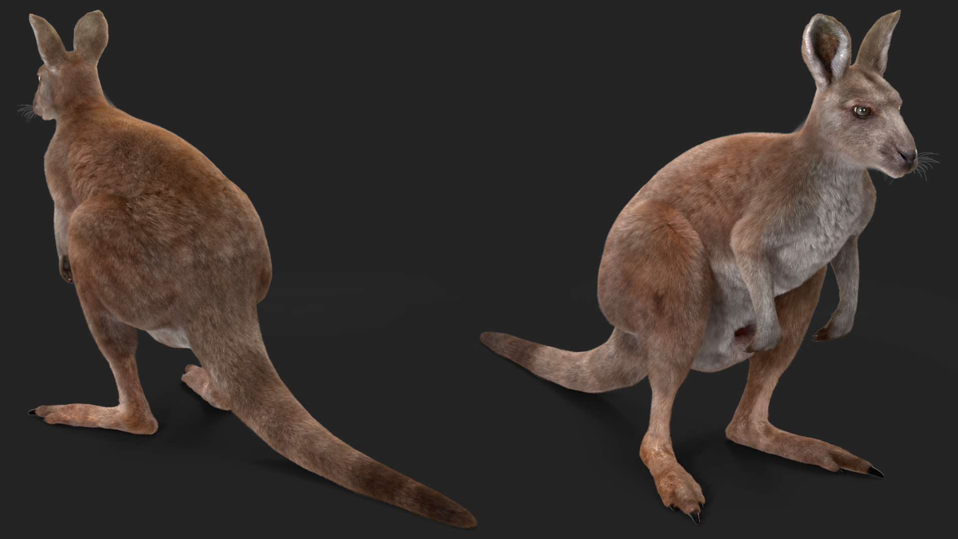 Female Kangaroo Fur 3D model