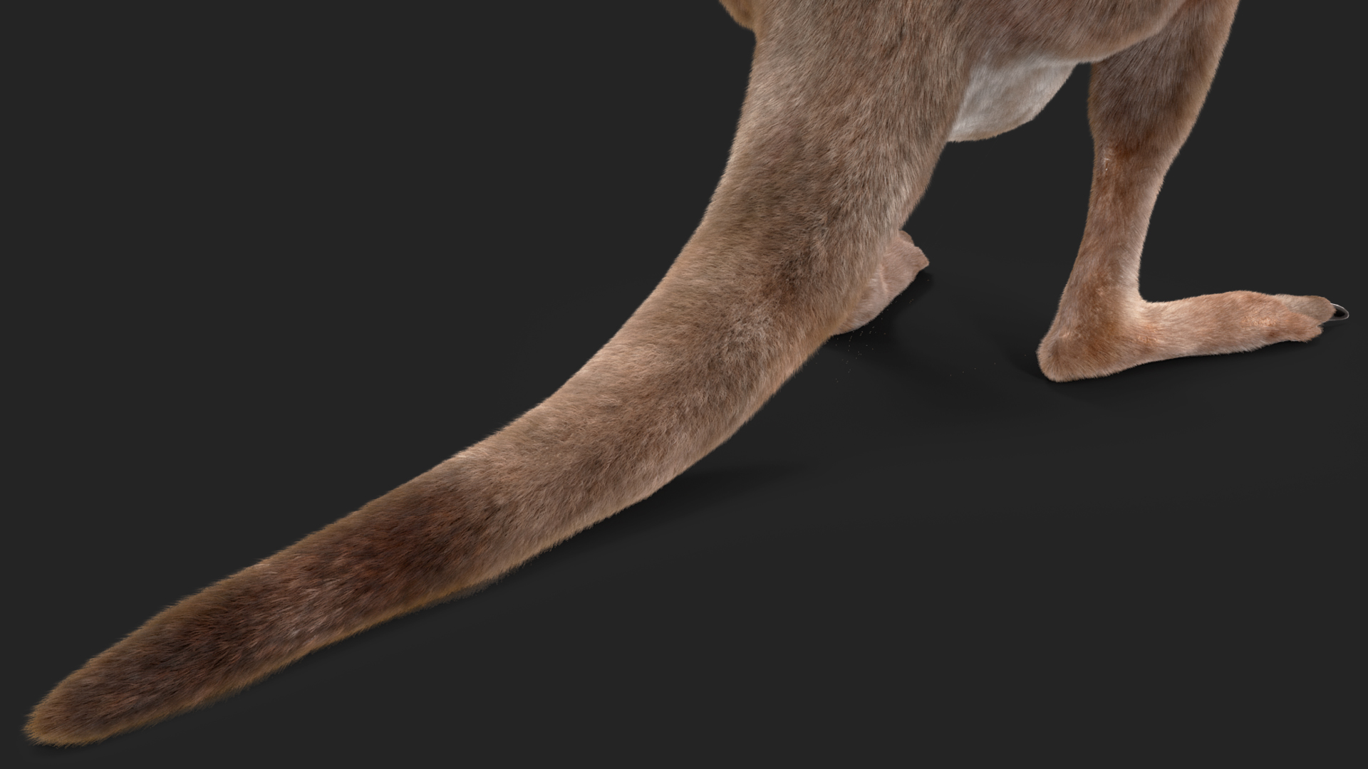 Female Kangaroo Fur 3D model