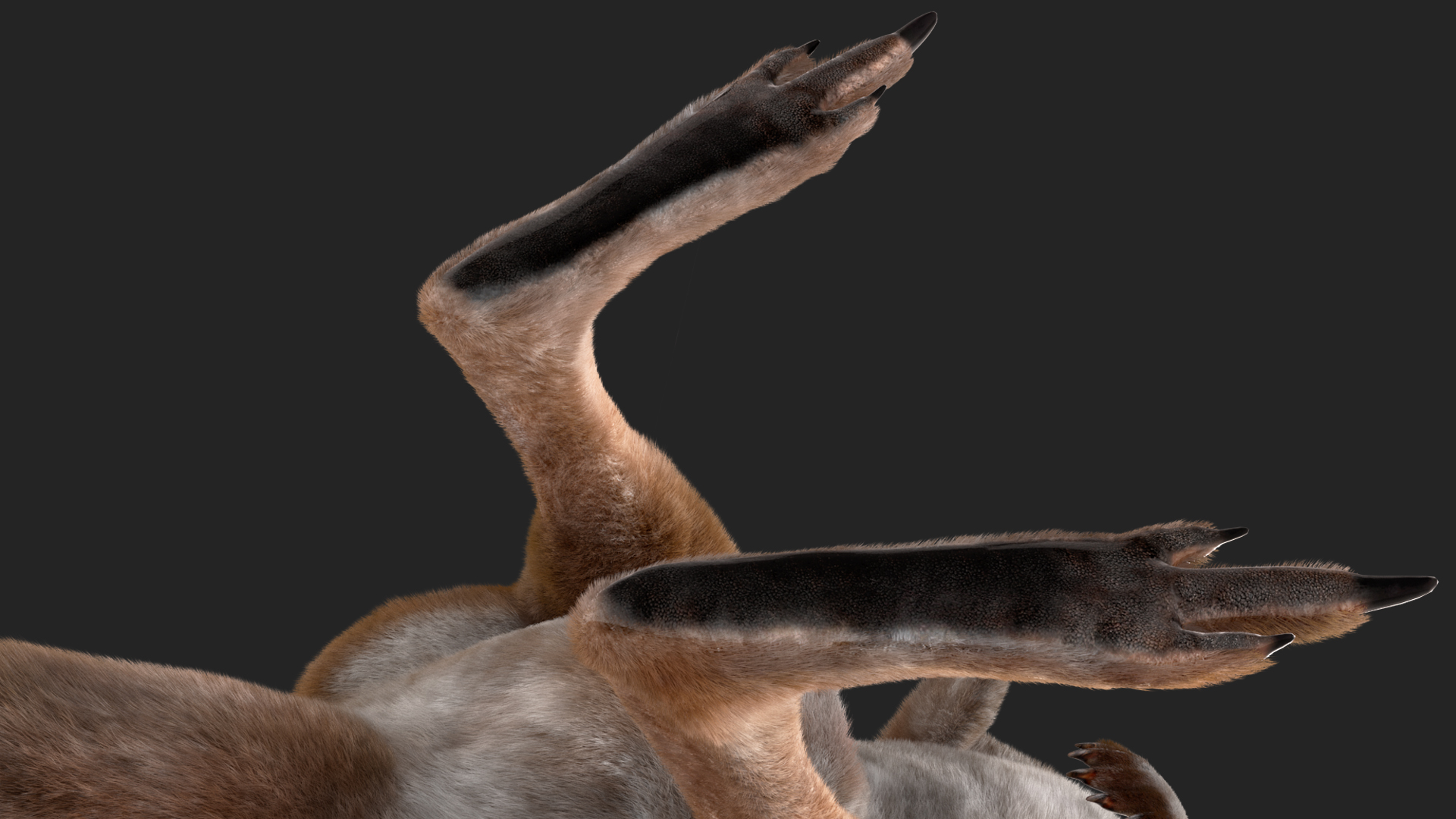 Female Kangaroo Fur 3D model