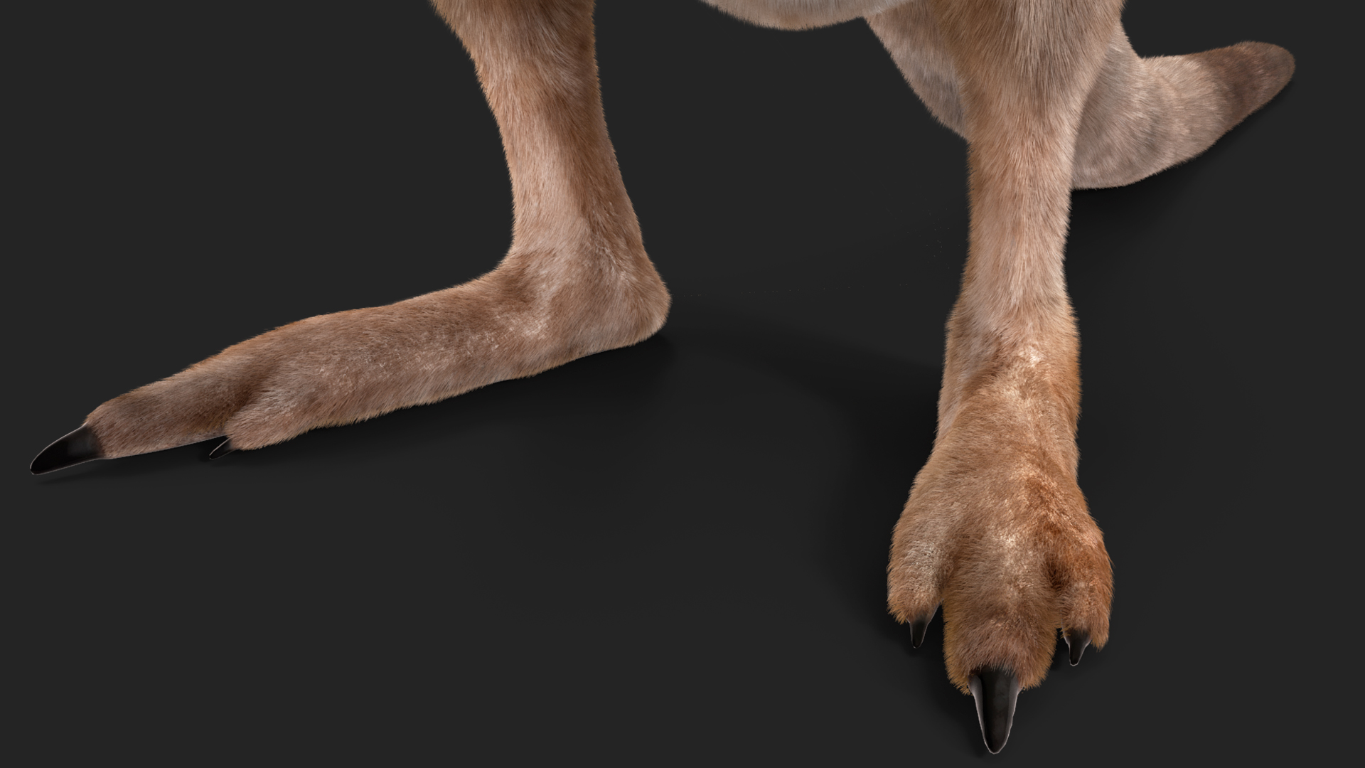 Female Kangaroo Fur 3D model