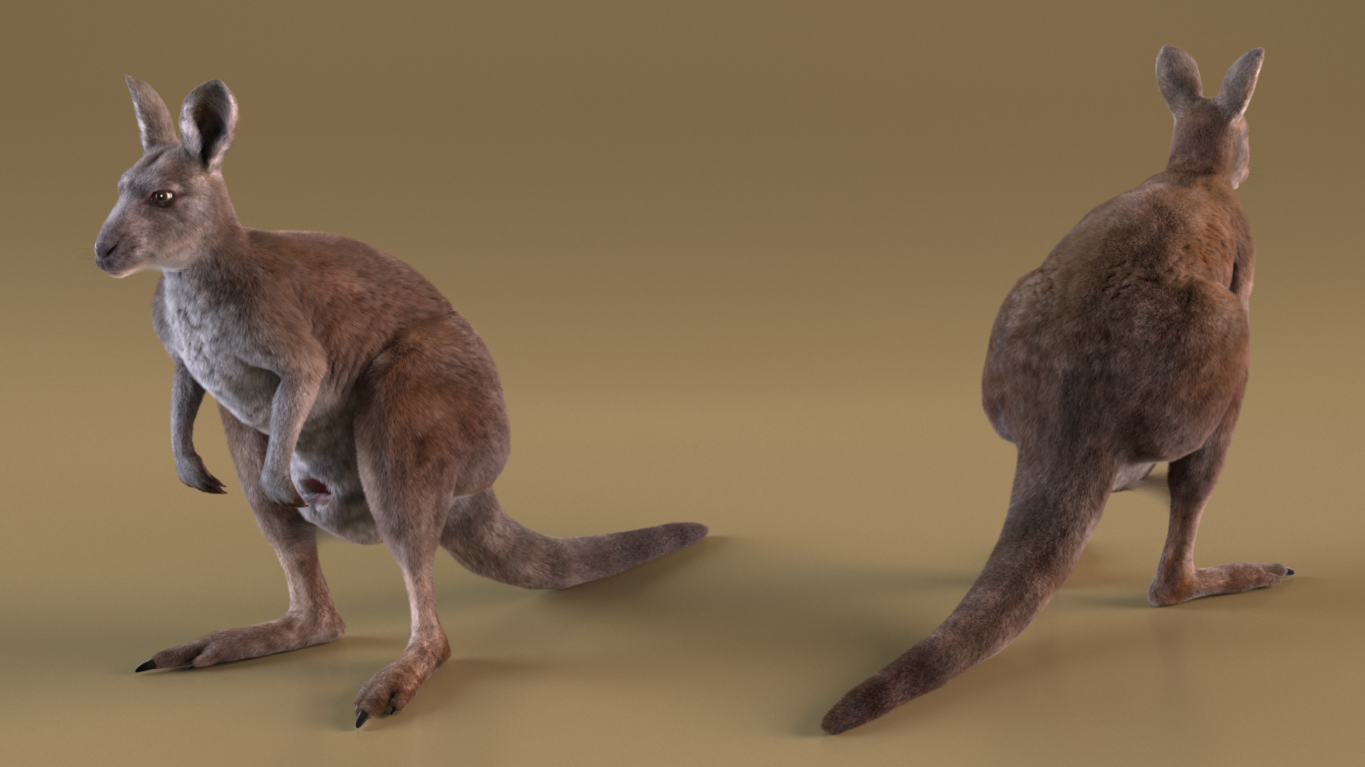 Female Kangaroo Fur 3D model
