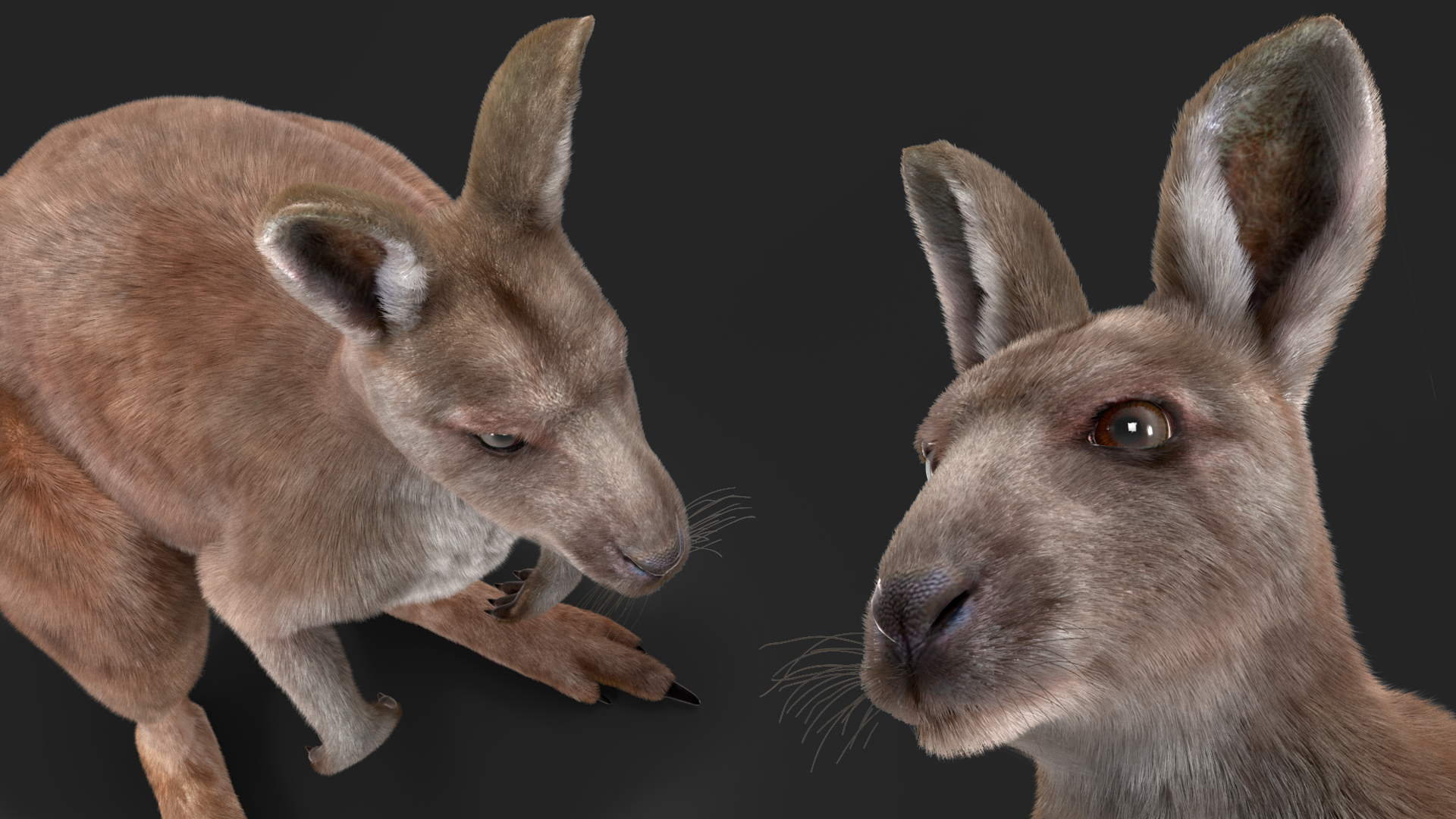 Female Kangaroo Fur 3D model