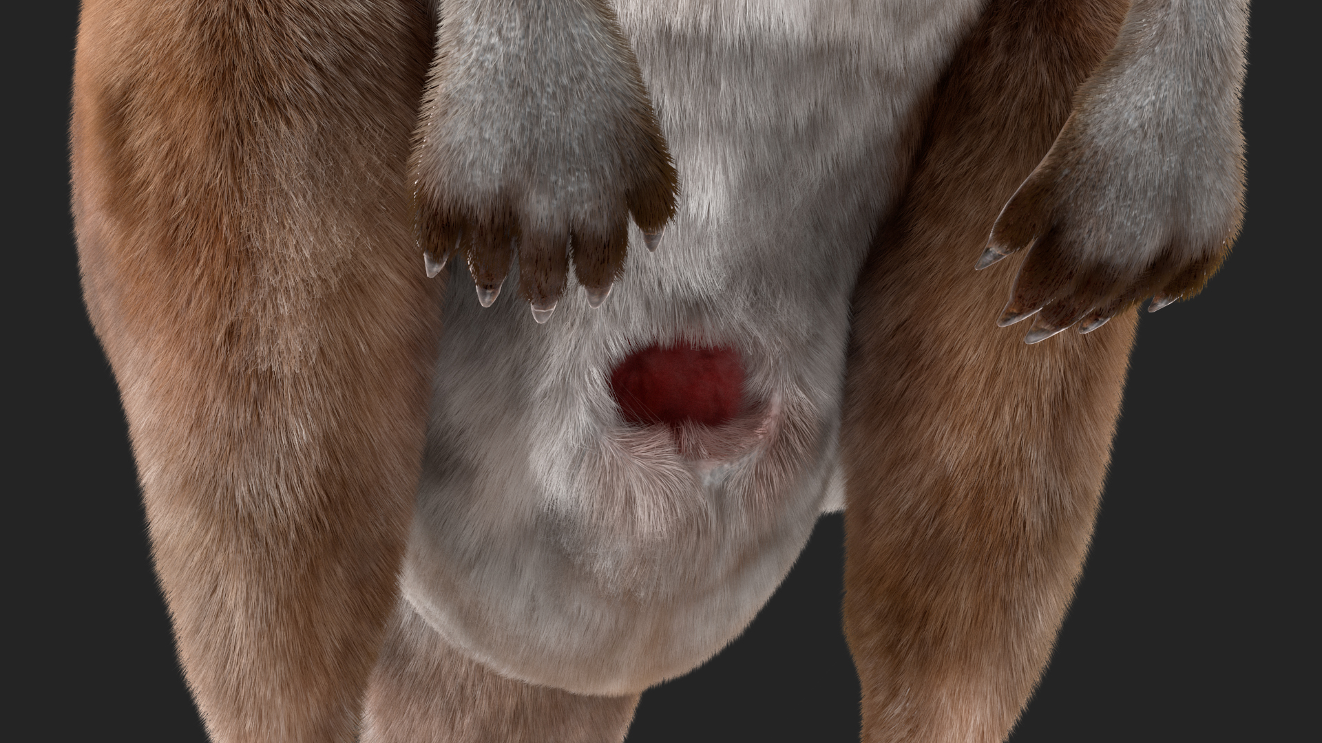 Female Kangaroo Fur 3D model