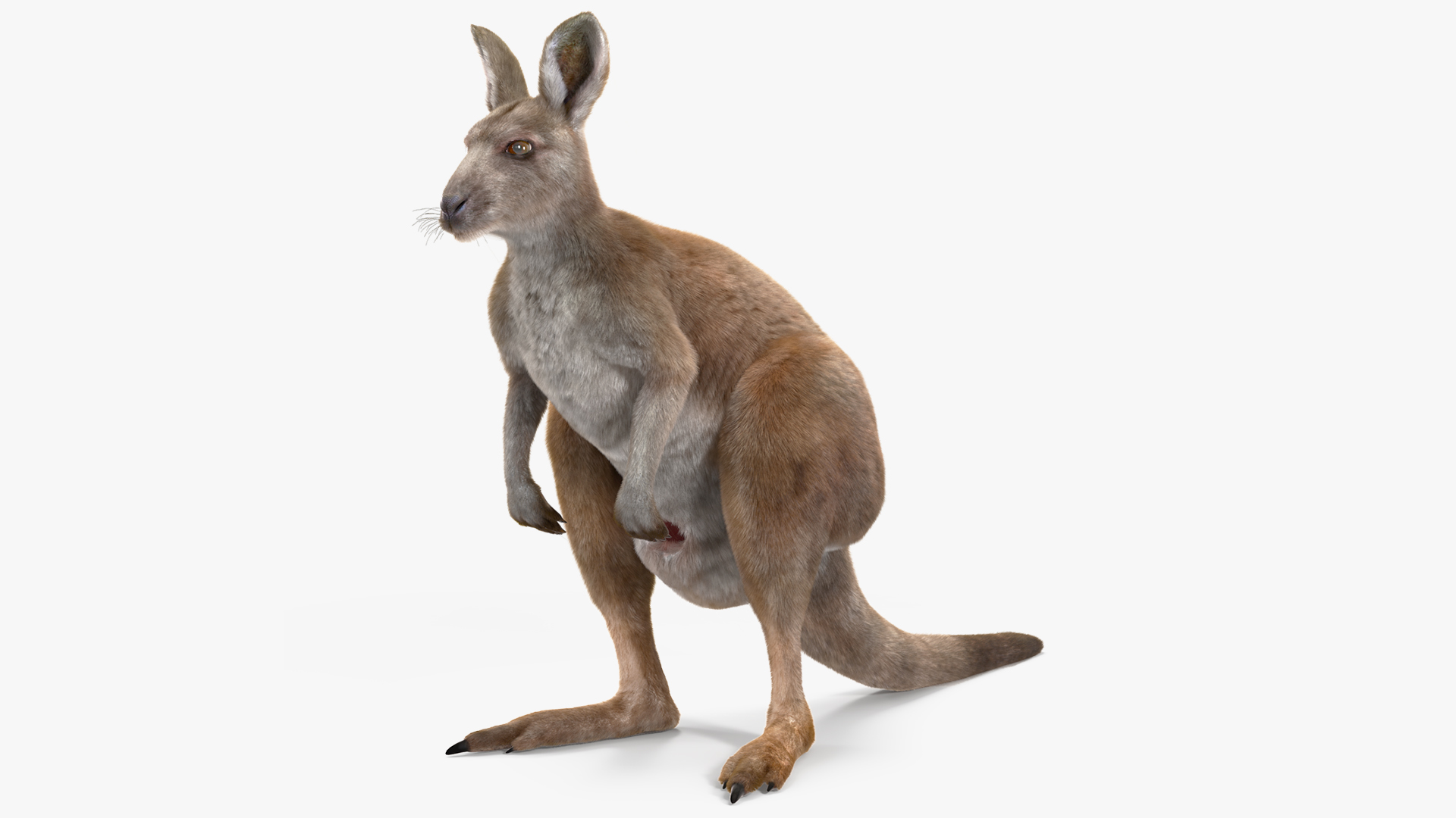 Female Kangaroo Fur 3D model